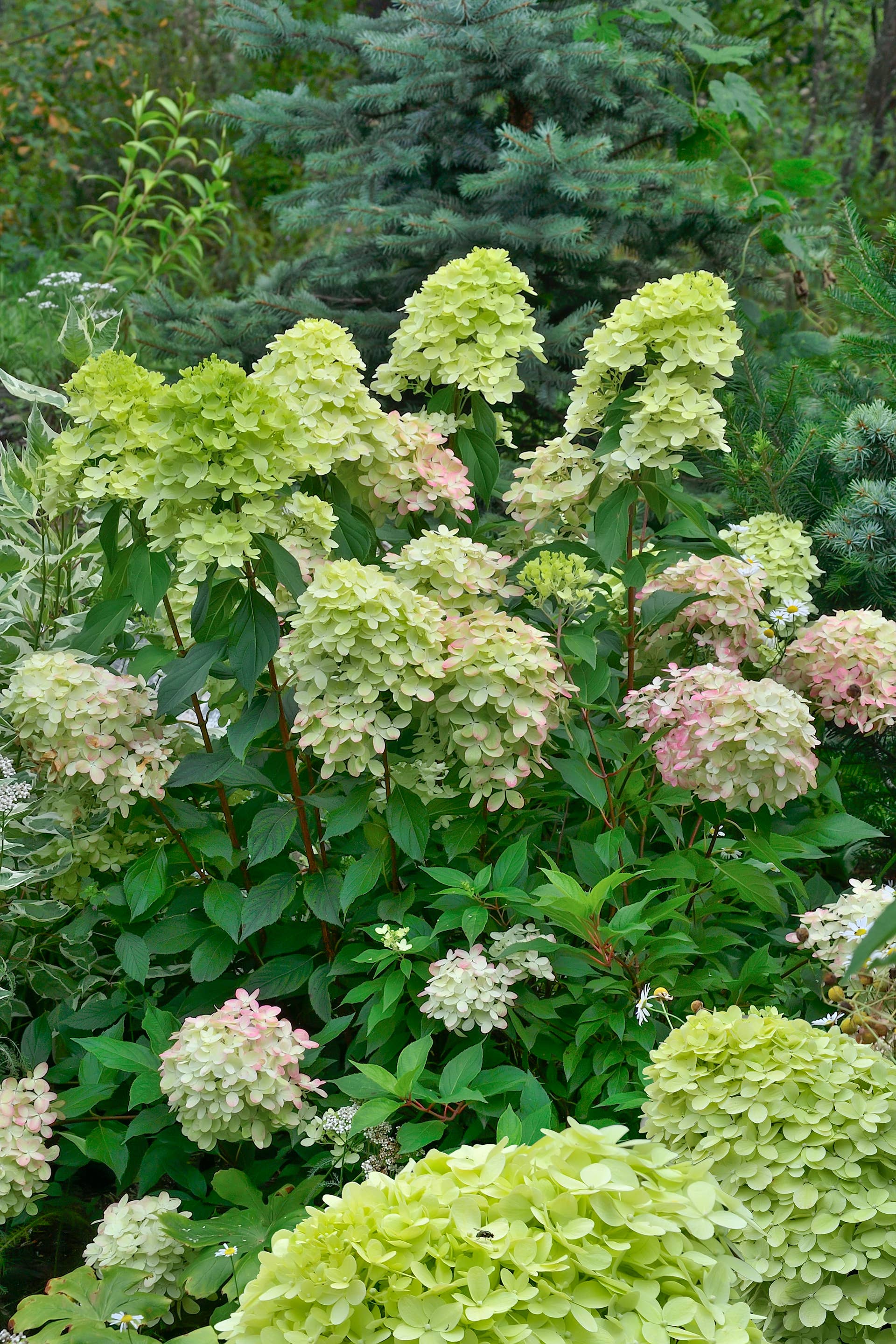 Blossoming light greenish with pinkish Panicle Hydrangea variety Little Lime. Flowers gradually becoming creamy, and towards the end of flowering they acquire a pinkish tint. Gardening concept