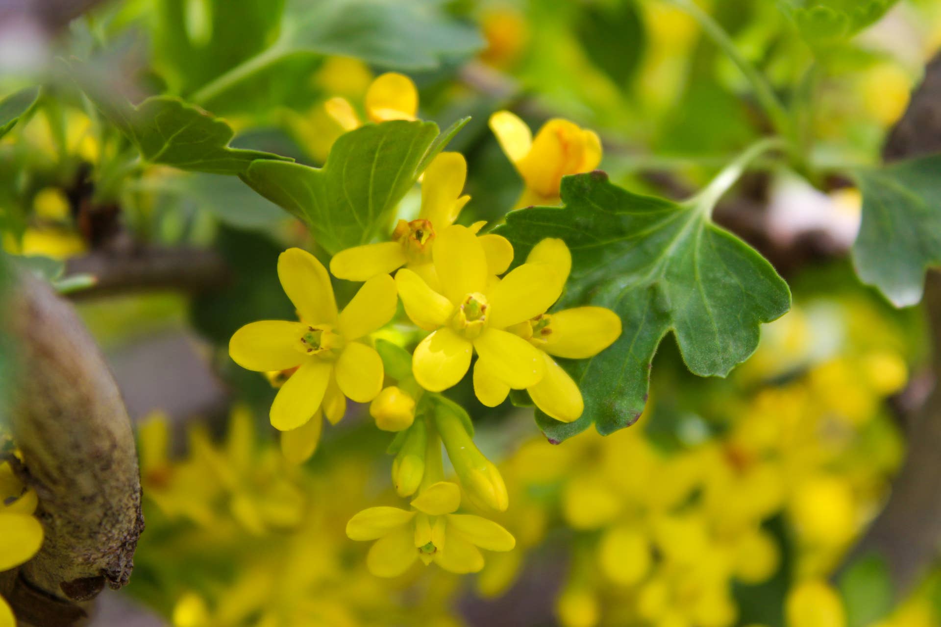 Yellow flowers of golden currant (Ribes aureum) flowers on a small branch in the garden.
