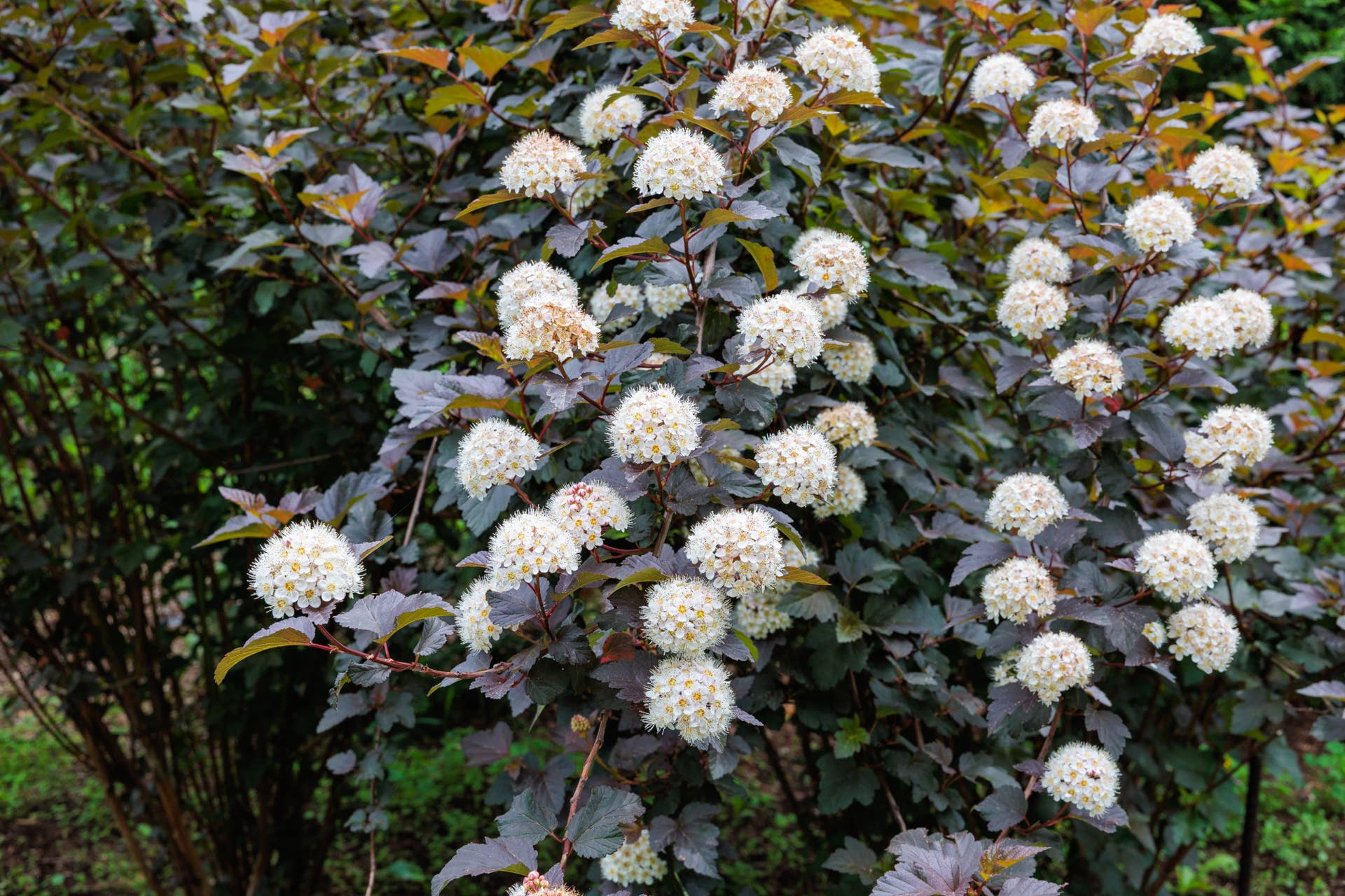The flowers of the ninebark small balls.