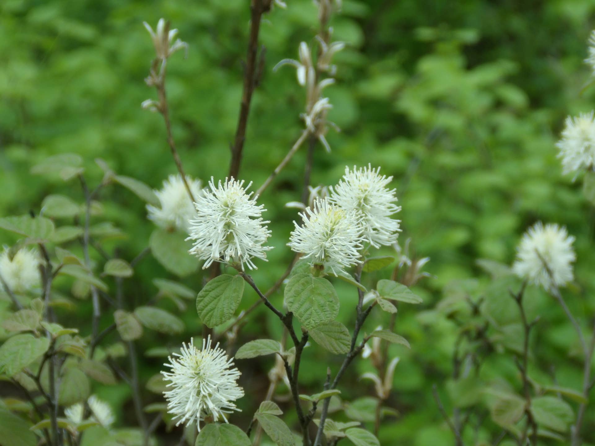 Dwarf Fothergilla
