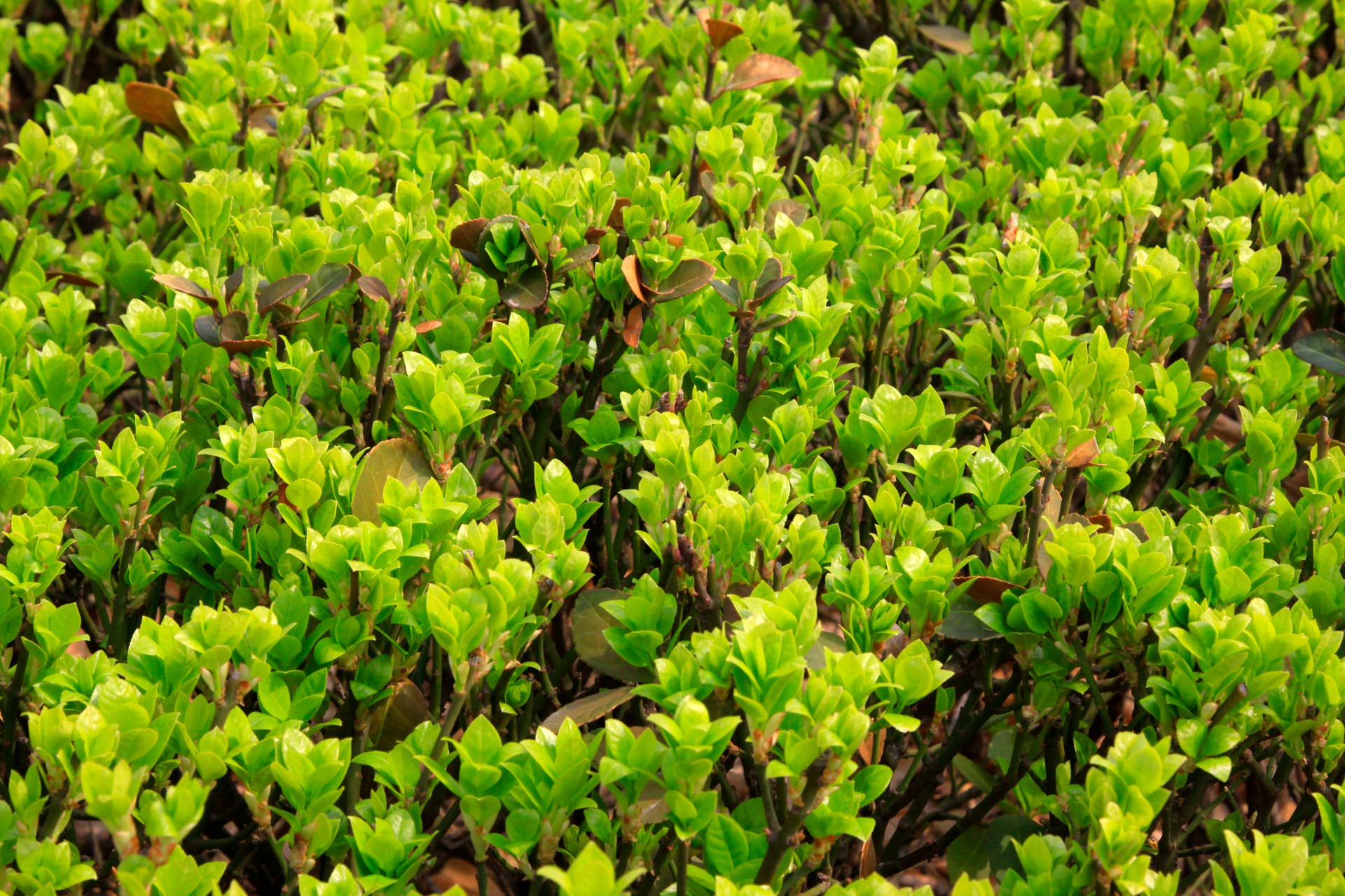 Buxus sinica leaves in a garden, closeup of photo