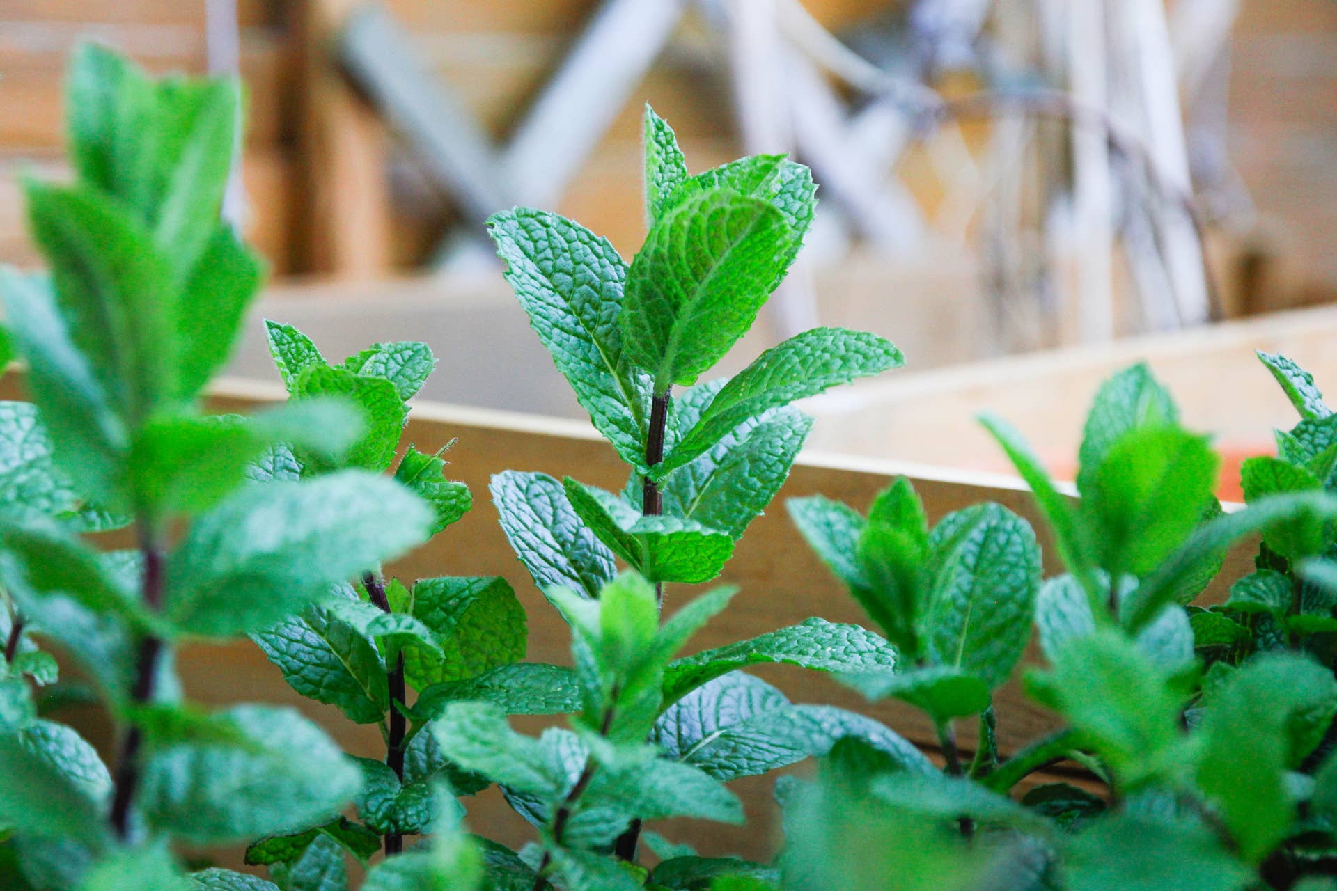 Mint in the garden