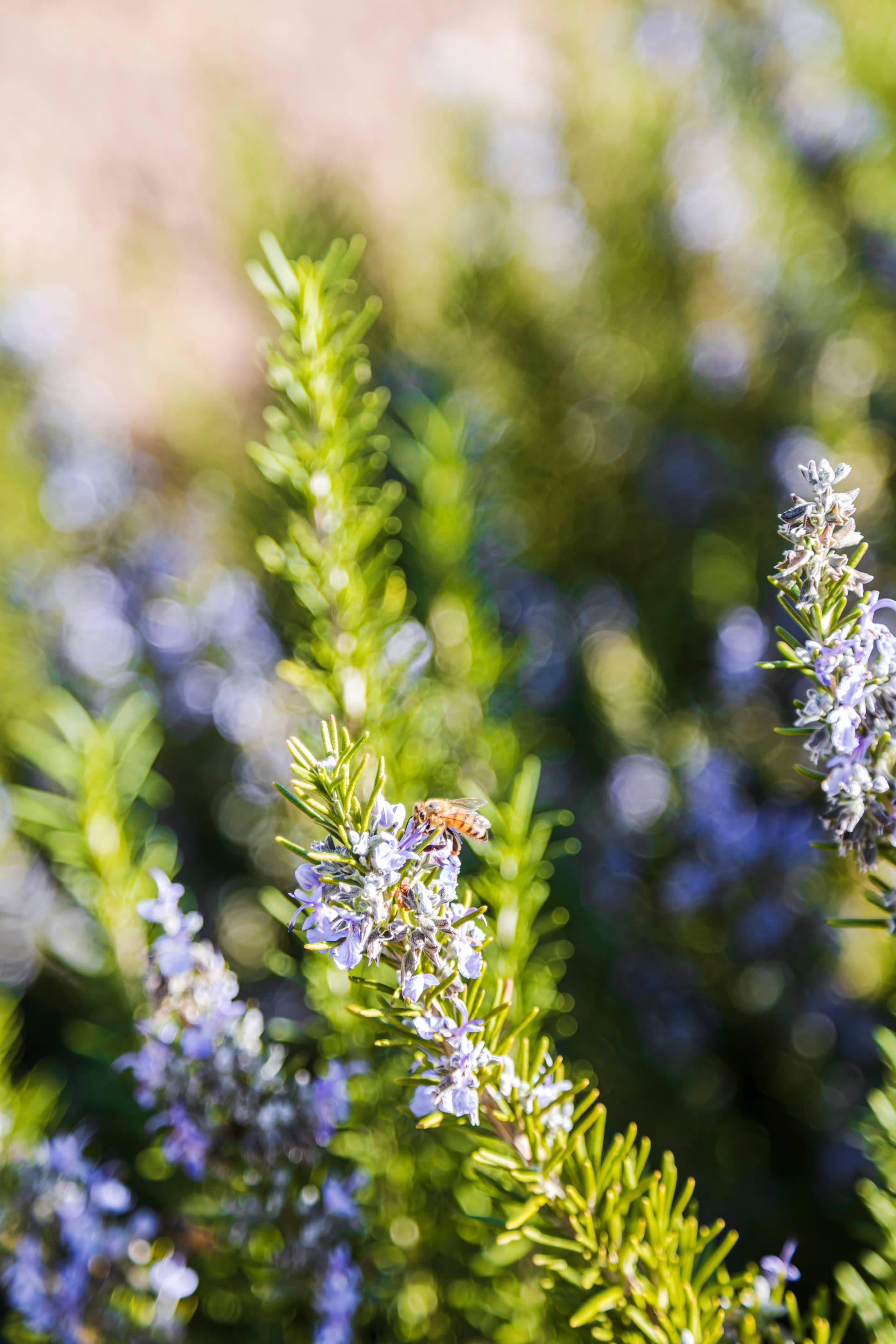 Bee over rosemary flowers on a sunny day.