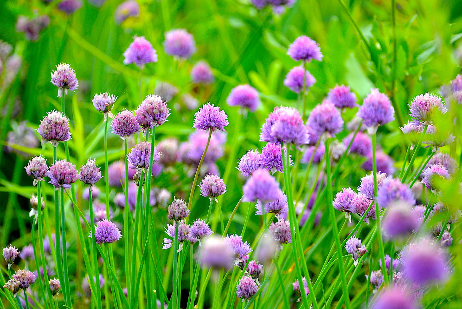 blooming chives