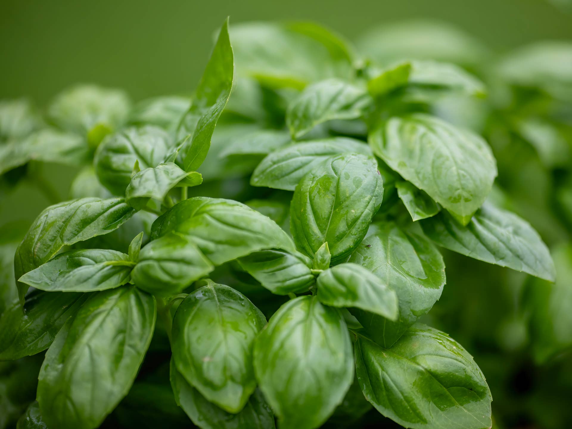 basil