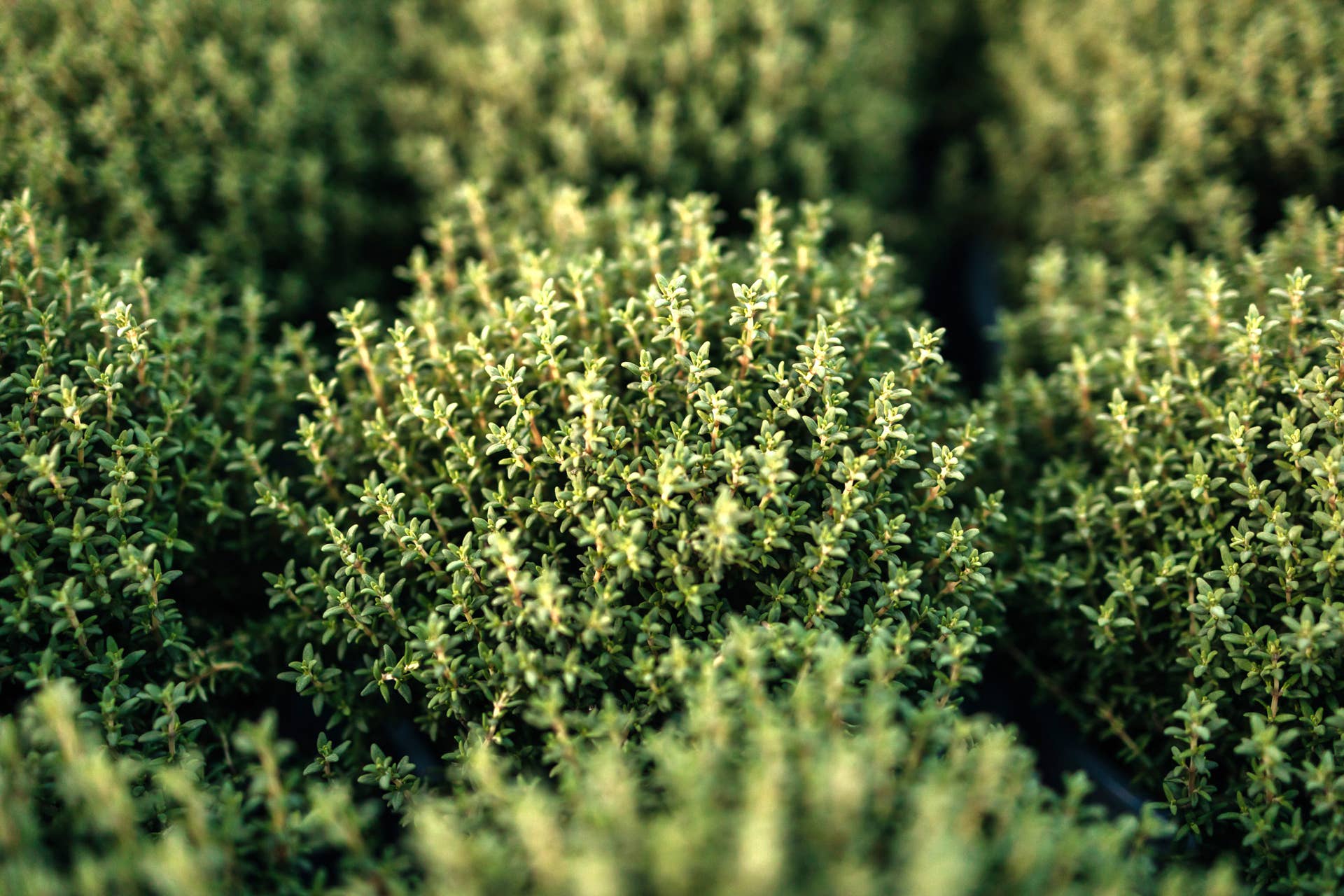 Close-up of small thyme bushes. Aromatic herb