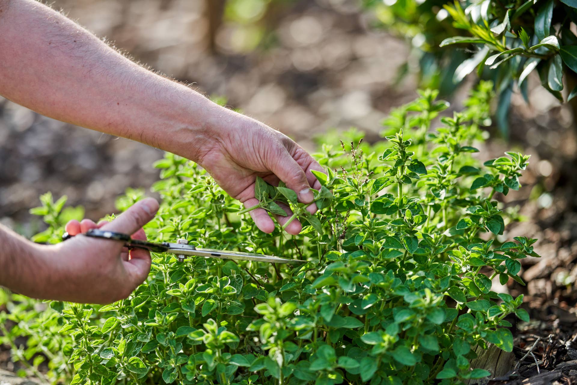 Oregano plant in mulched backyard. Harvesting and at same time pruning back oregano in order to not let it flower. Using scissors.