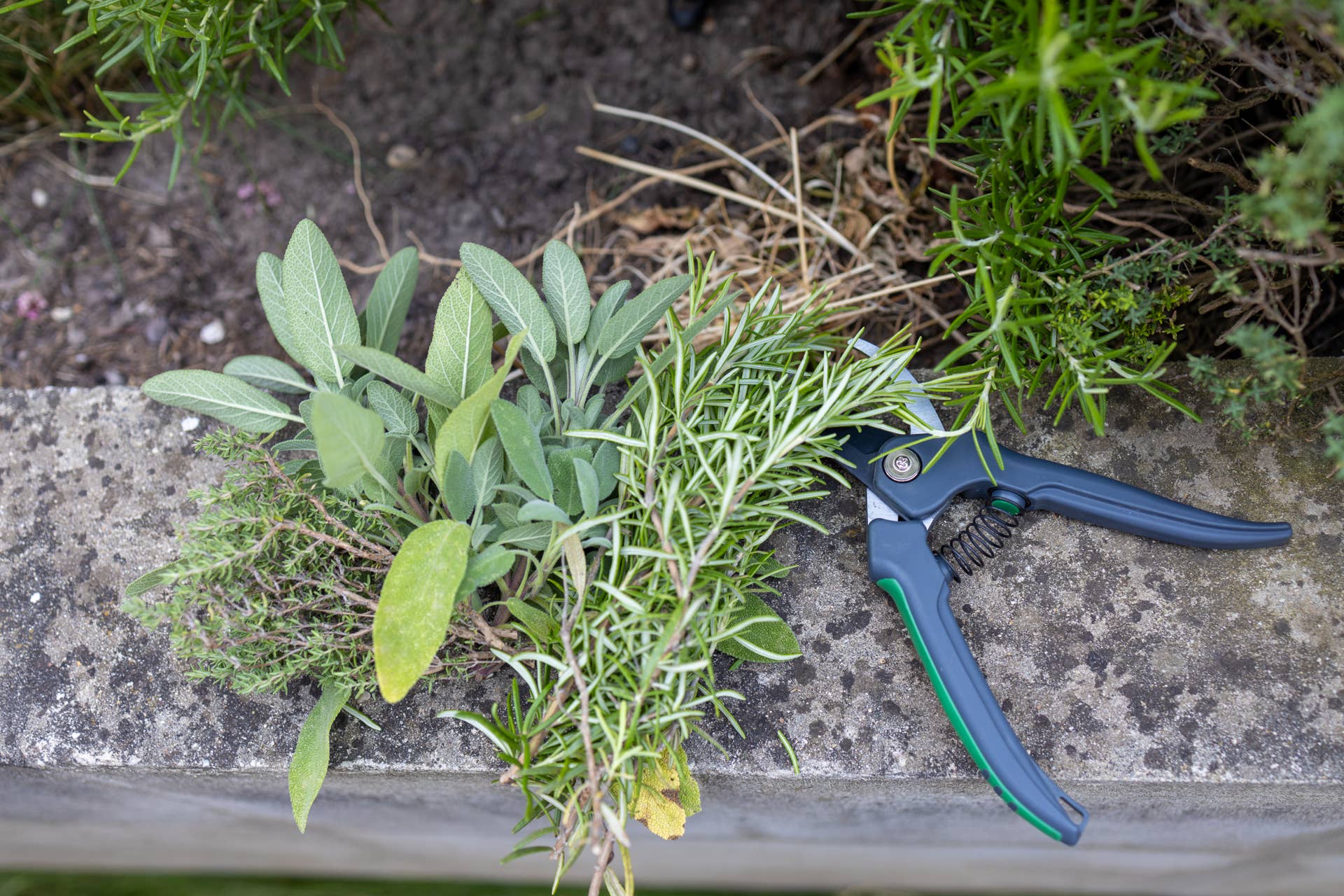 Fresh cut organic herbs ( rosemary, sage and thyme ) with garden scissors lying in garden. Organic gardening and harvesting concept