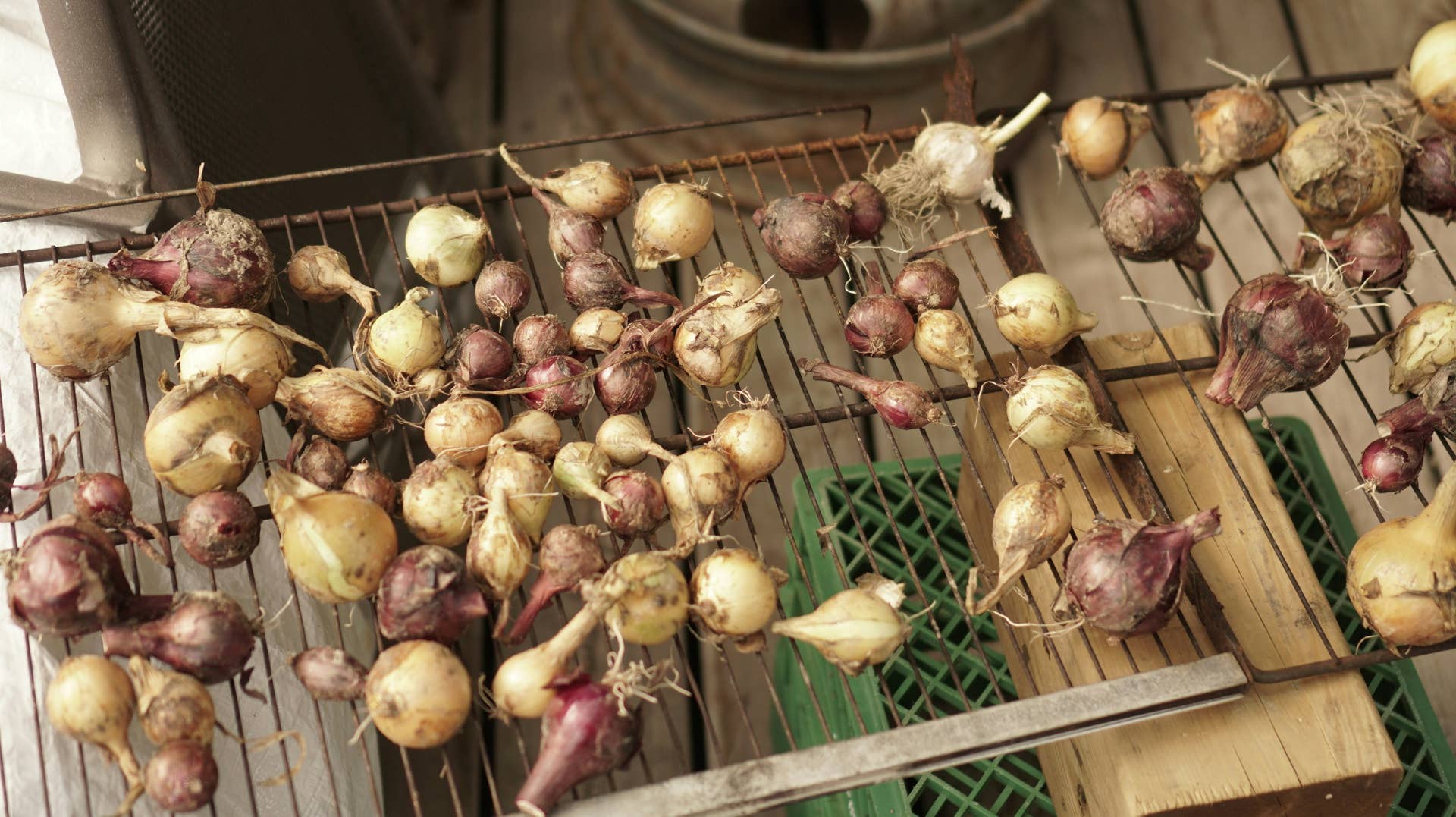Starting a Garden? These Are the Easiest Vegetables to Grow - Dengarden