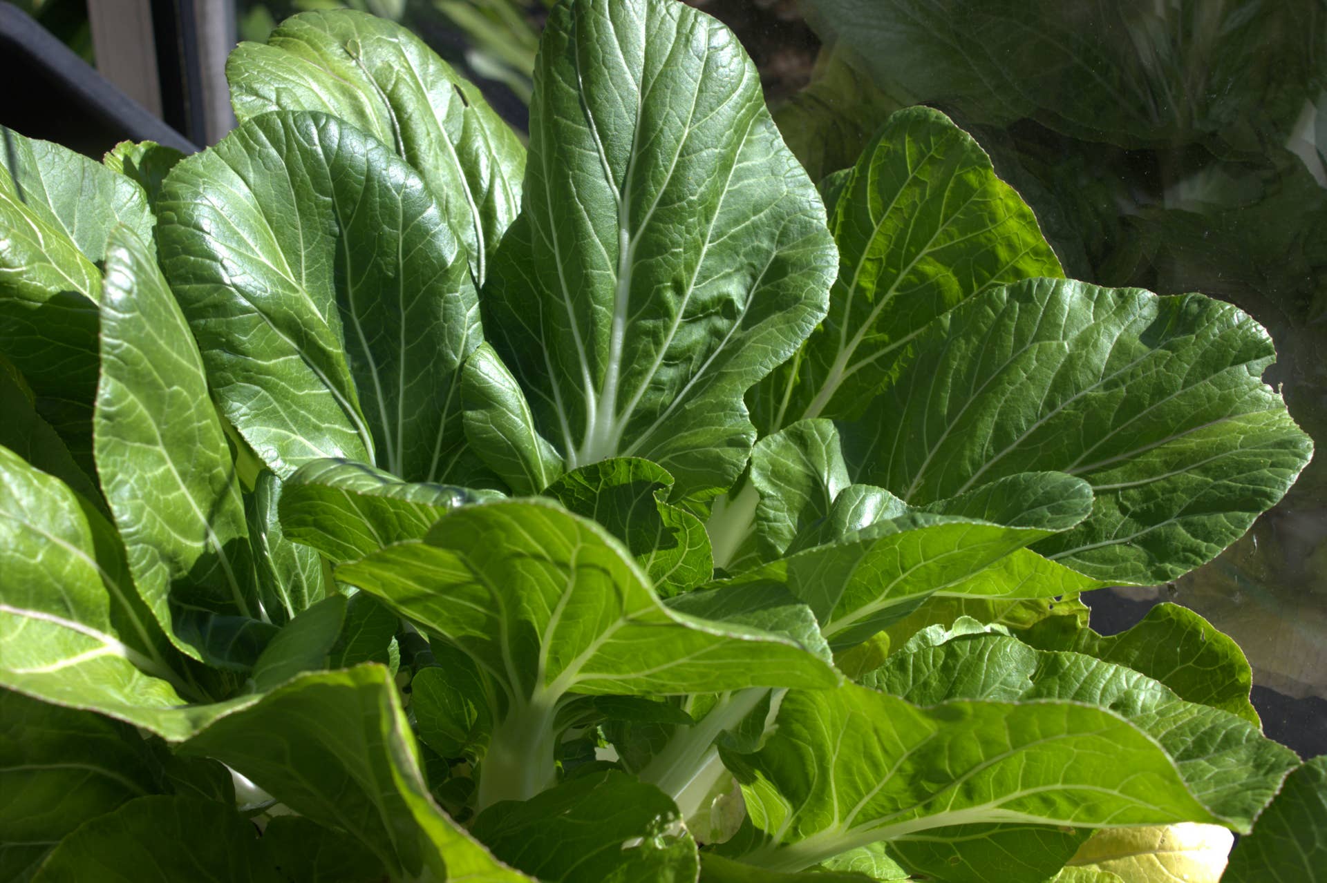 Bok Choy