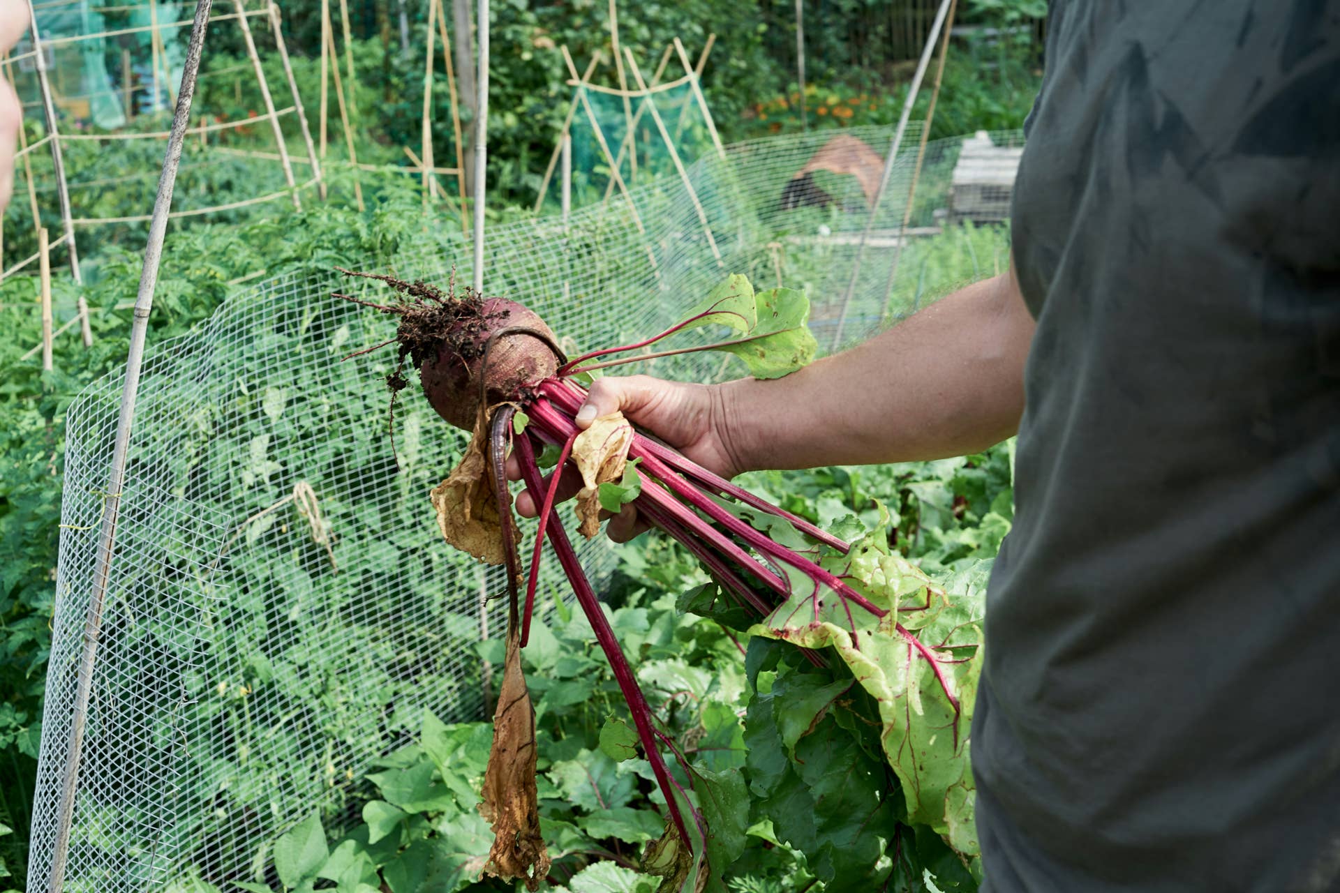 Man holding freshly picked beetroot. Blurred background.