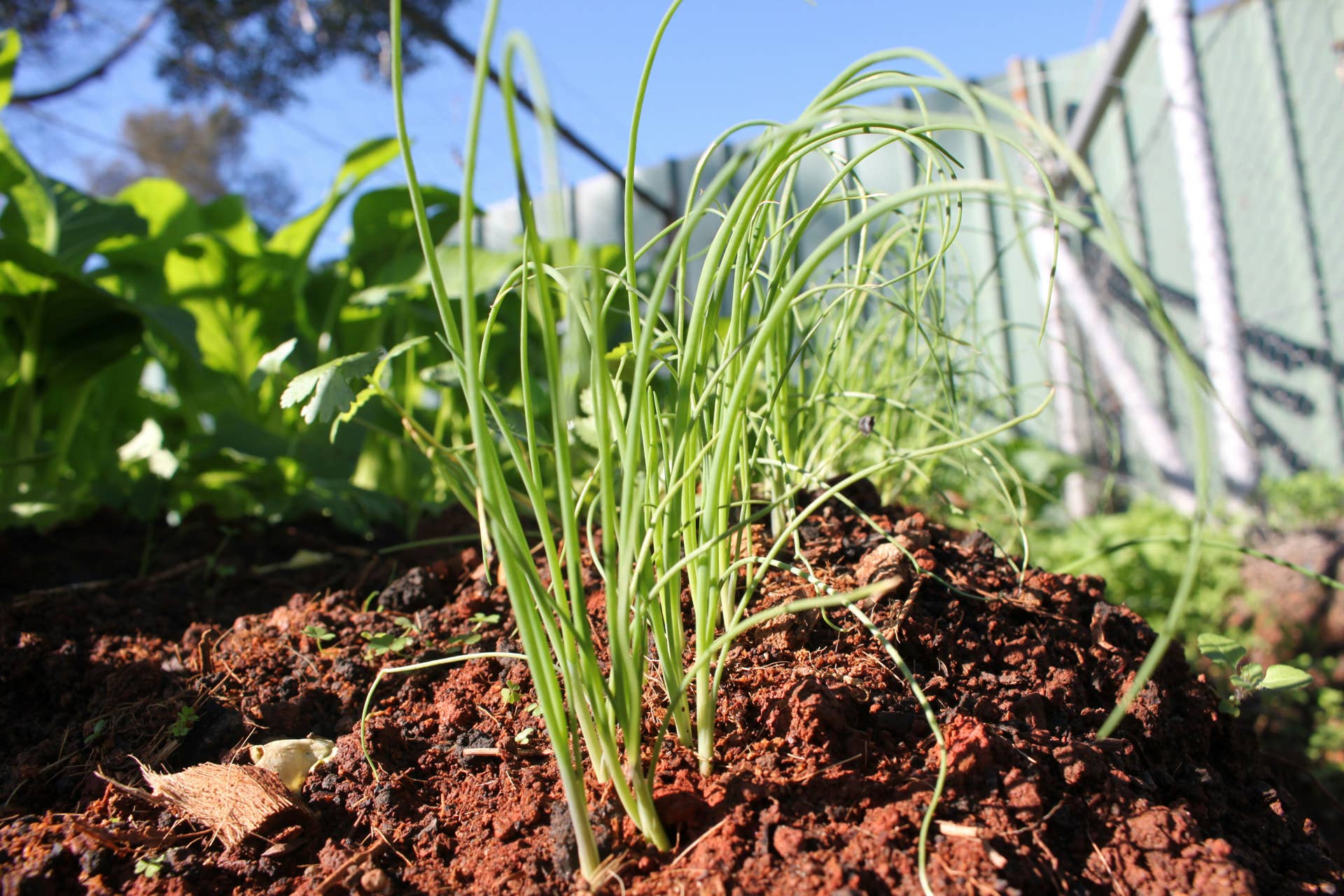 home veggie patch with onions