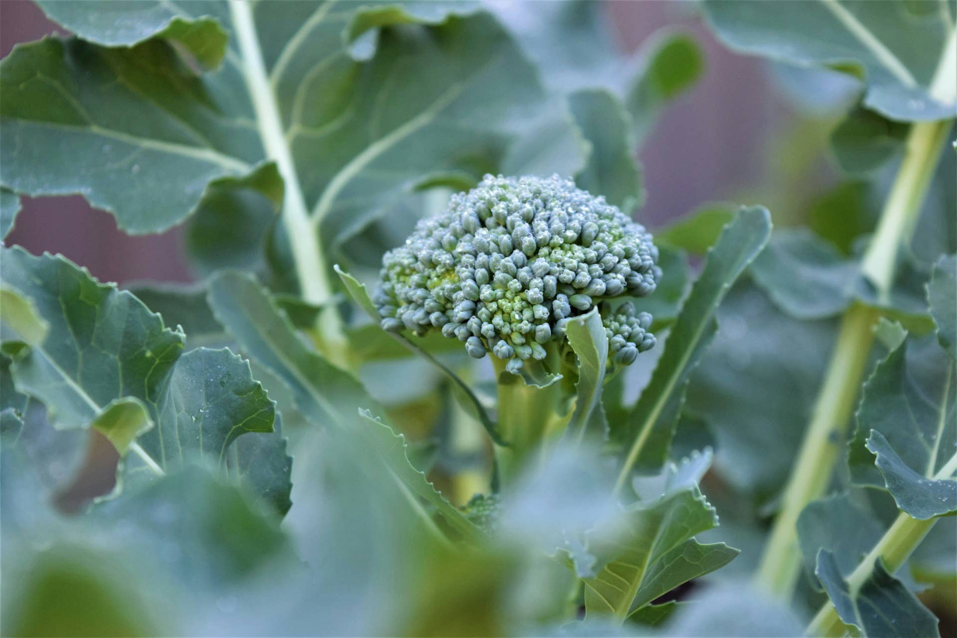 broccoli in closeup