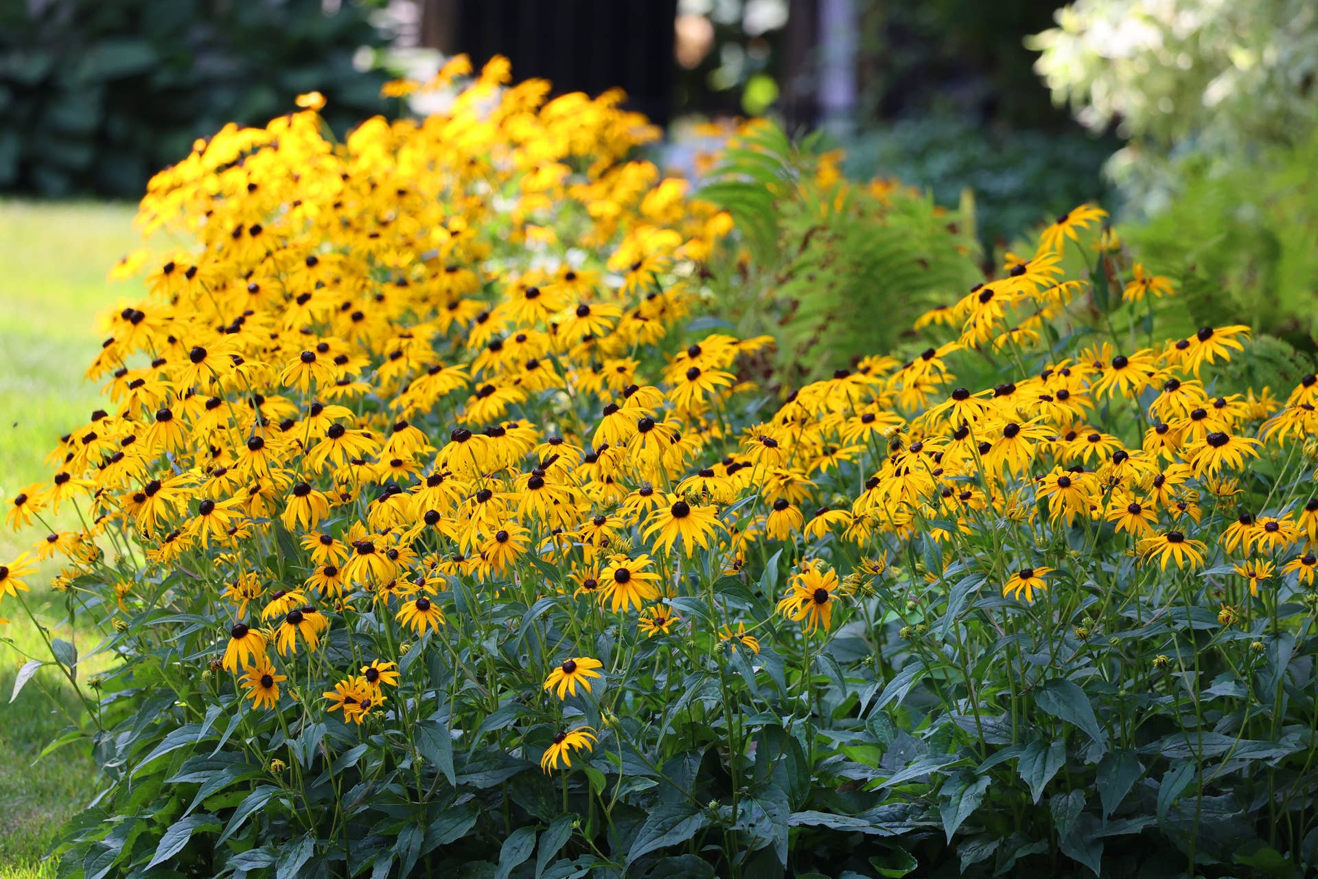 Rudbeckia growing in a garden.