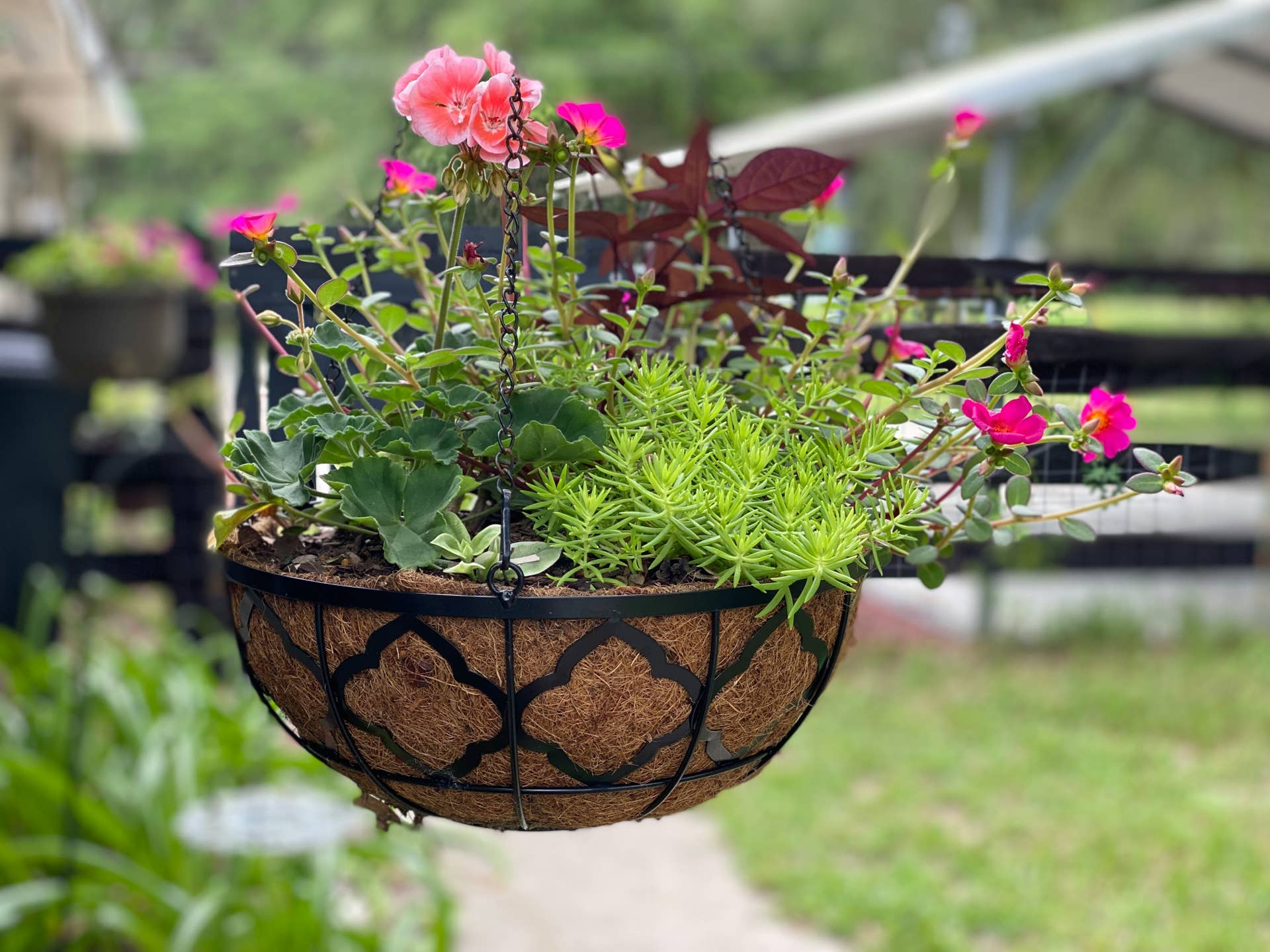 19 Best Hanging Basket Flowers - Dengarden