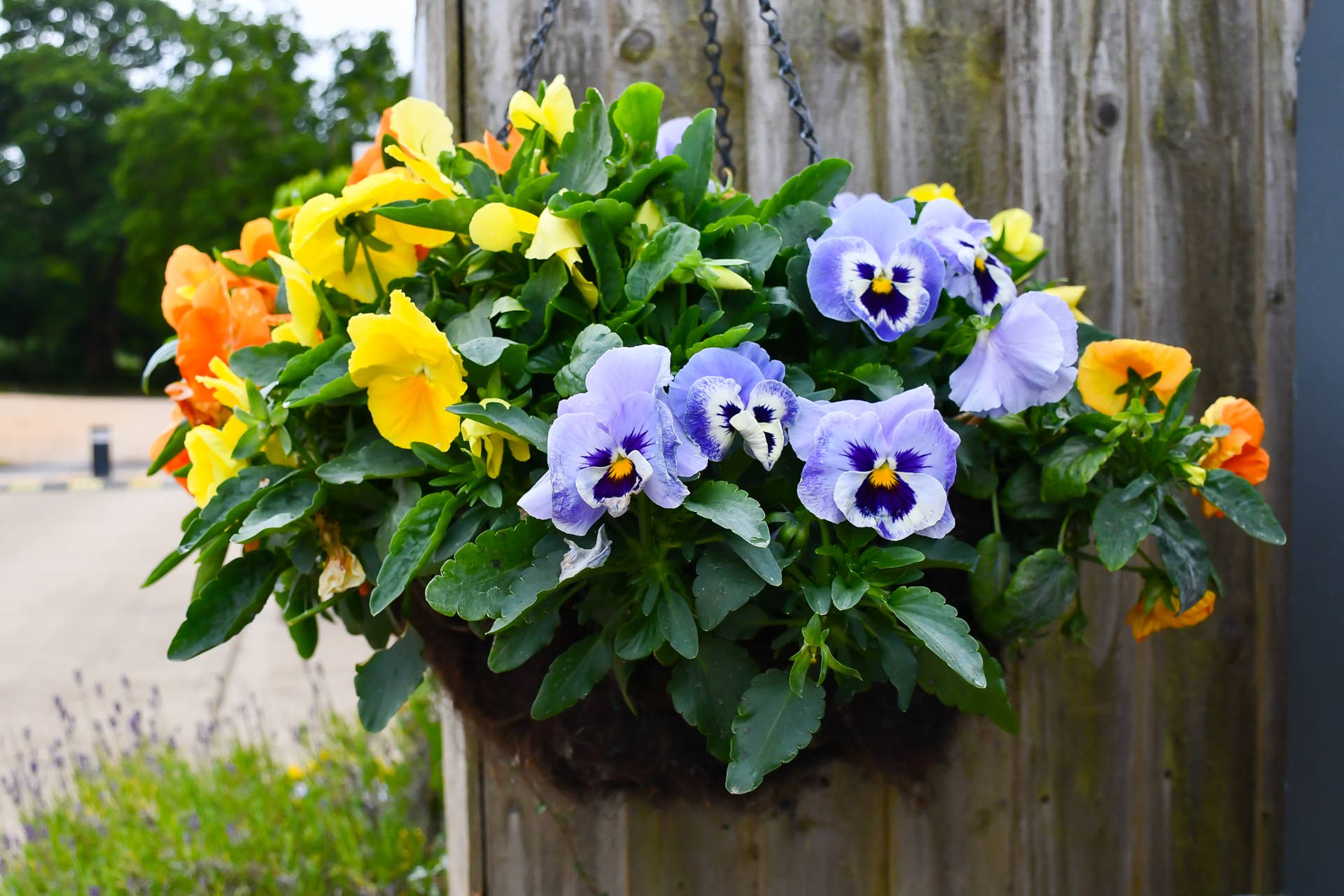19 Best Hanging Basket Flowers - Dengarden