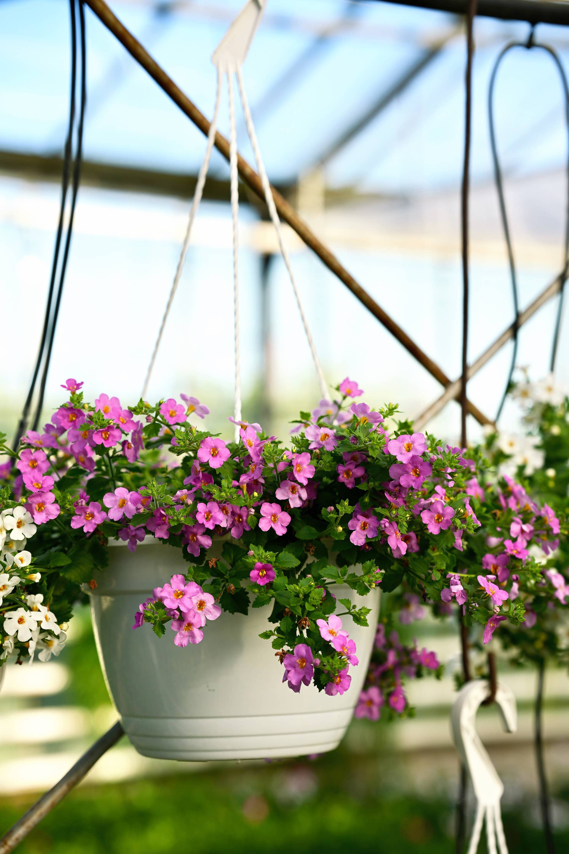 19 Best Hanging Basket Flowers - Dengarden