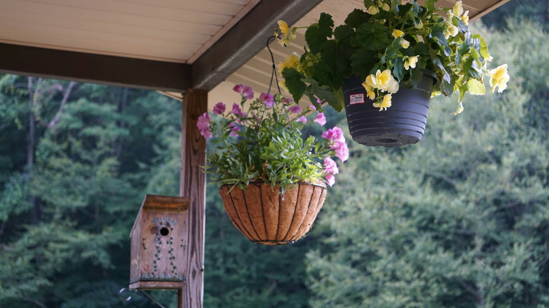 19 Best Hanging Basket Flowers - Dengarden
