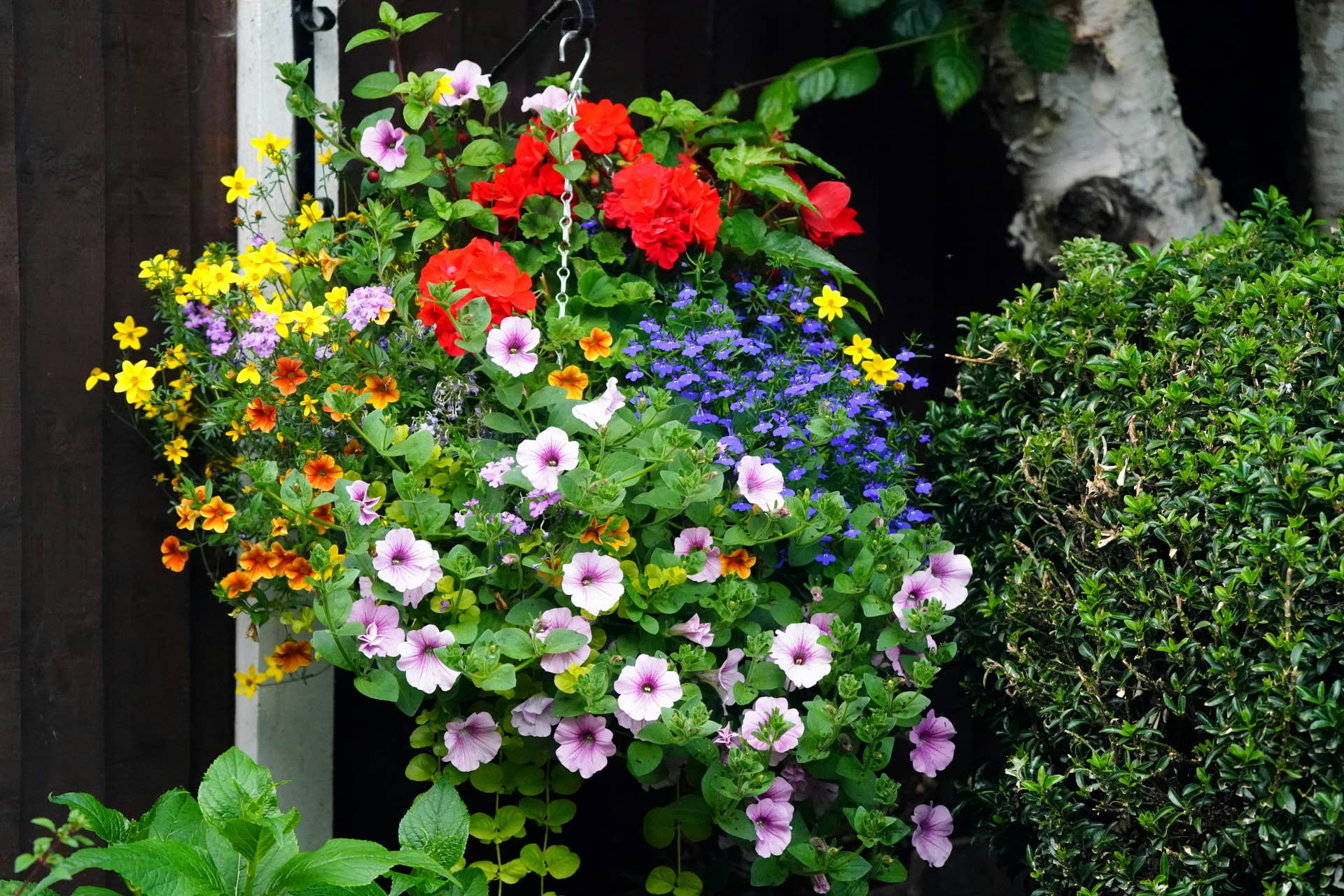 19 Best Hanging Basket Flowers - Dengarden