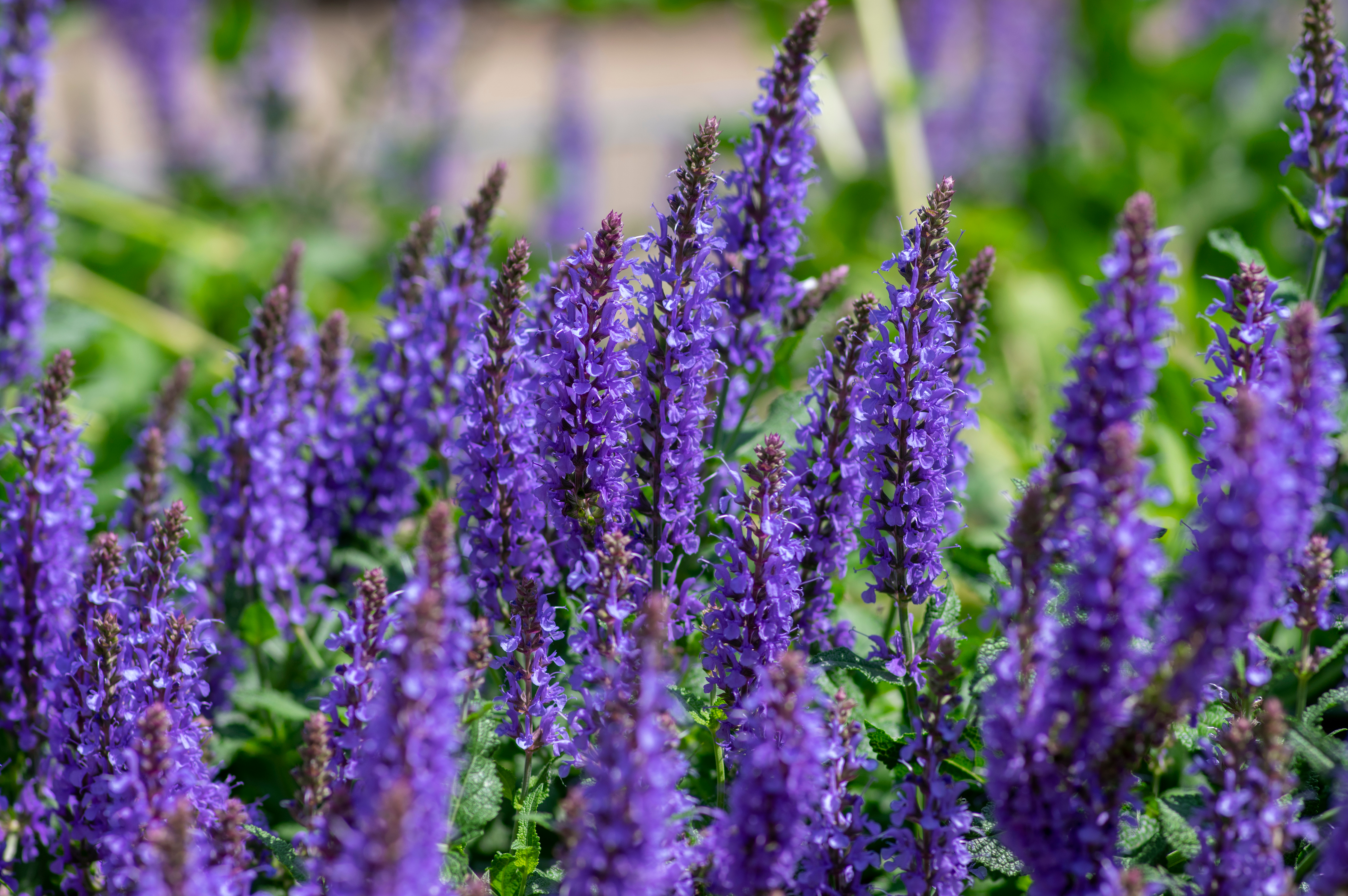 do blue and pink make purple – Image 7