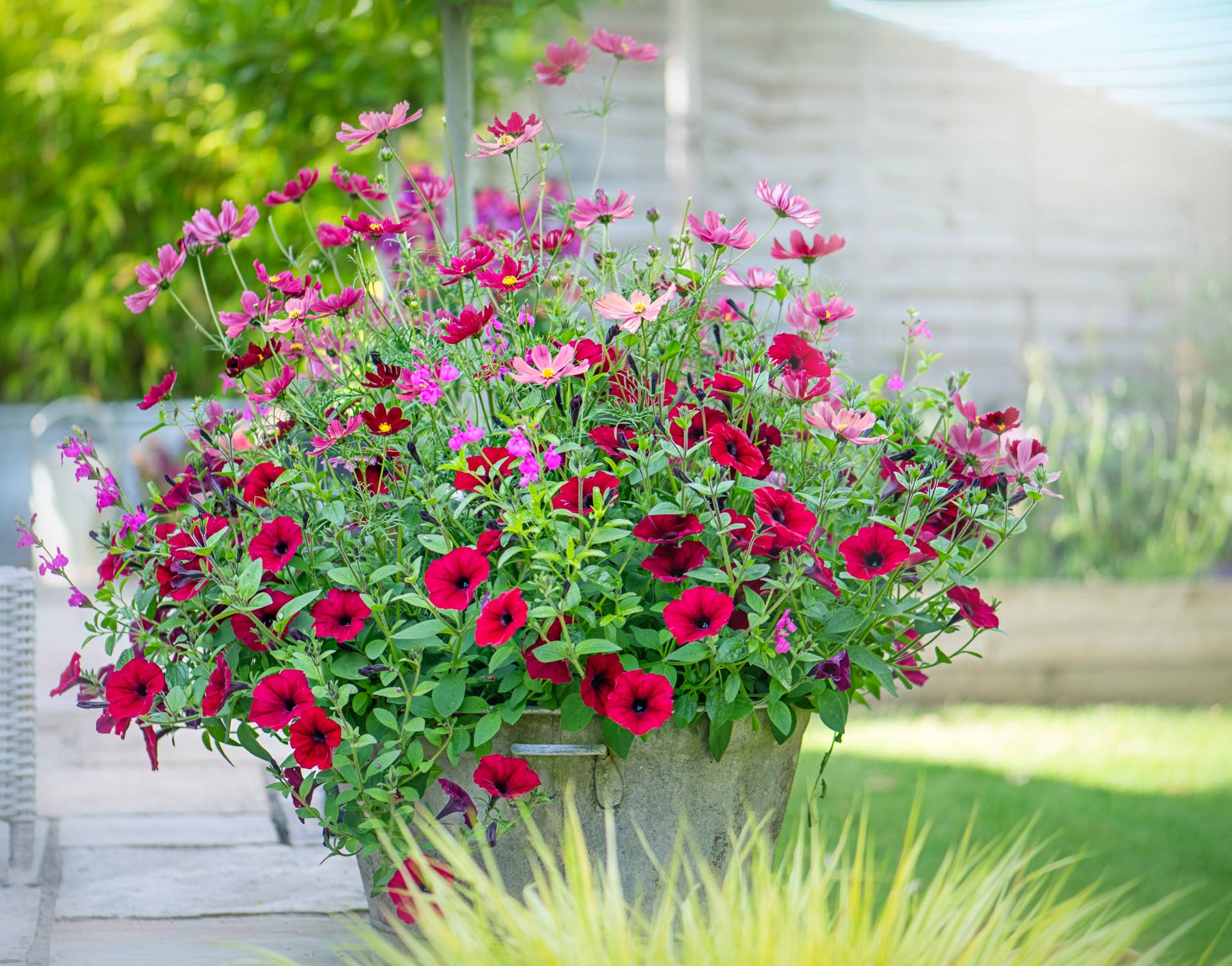 The 8 Best Drought-TOlerant ANnuals - Dengarden