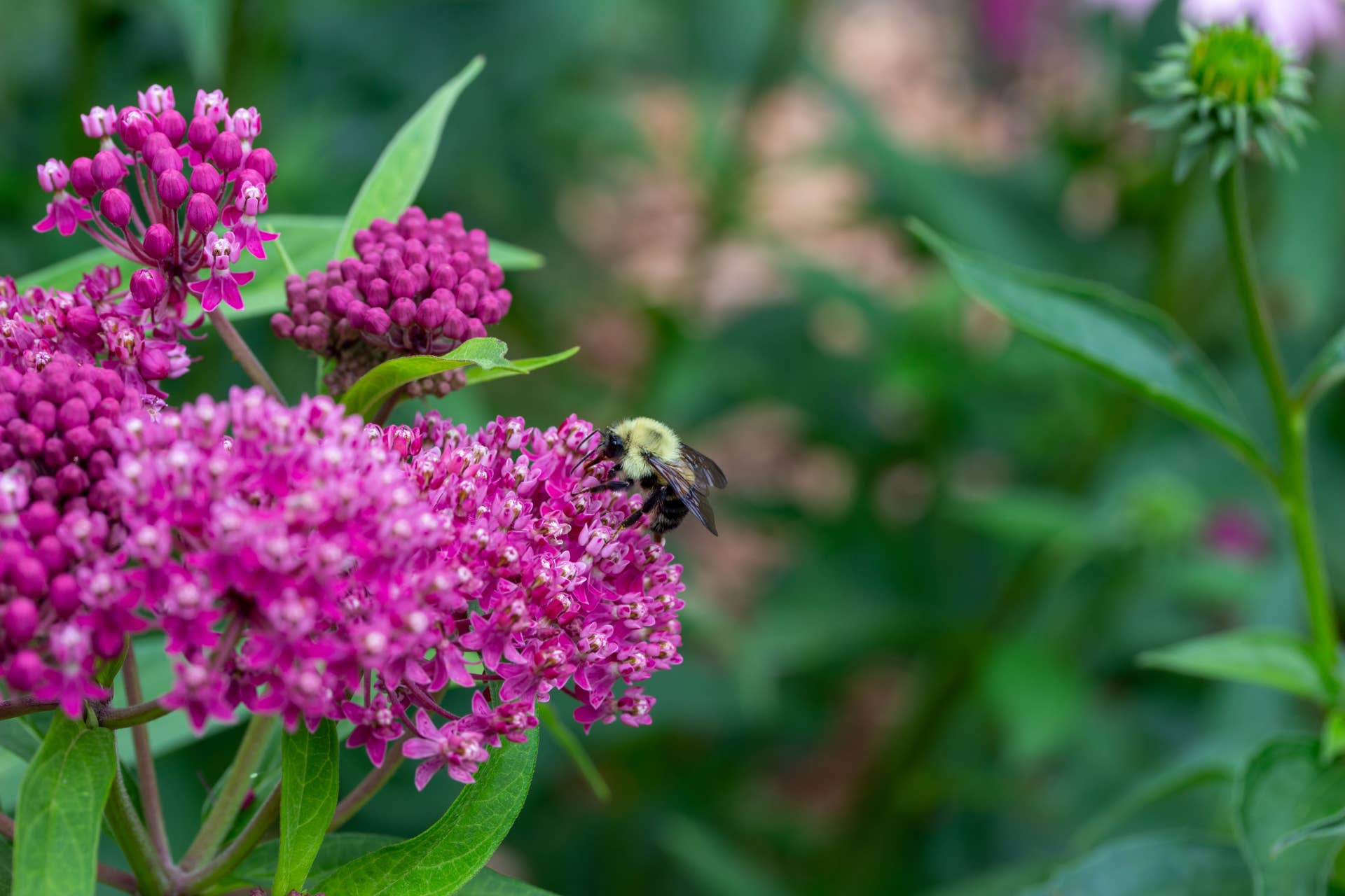Purple milkweed blooms with a bumble bee on a flower.