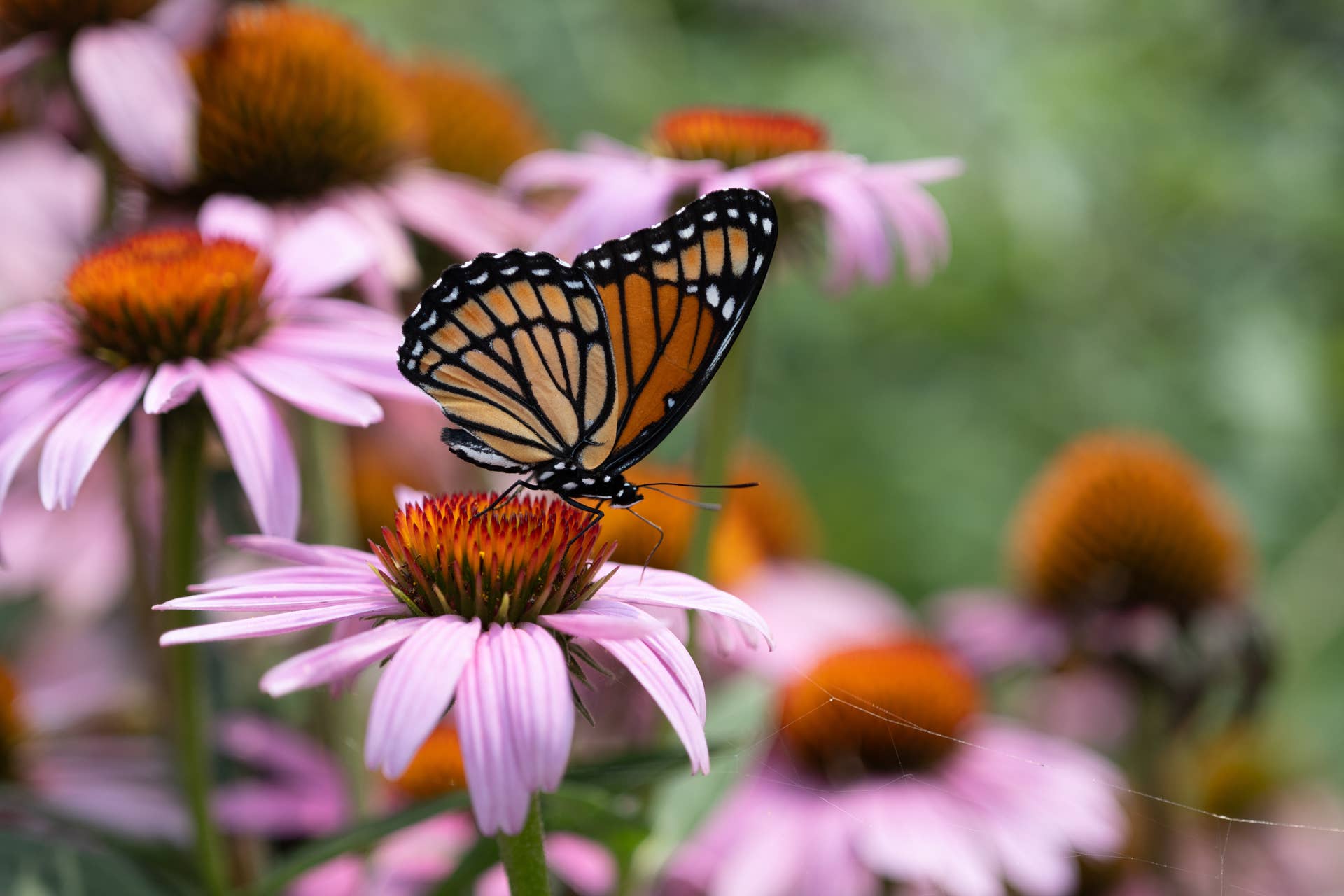 Coneflowers with a monarch butterfly on top.