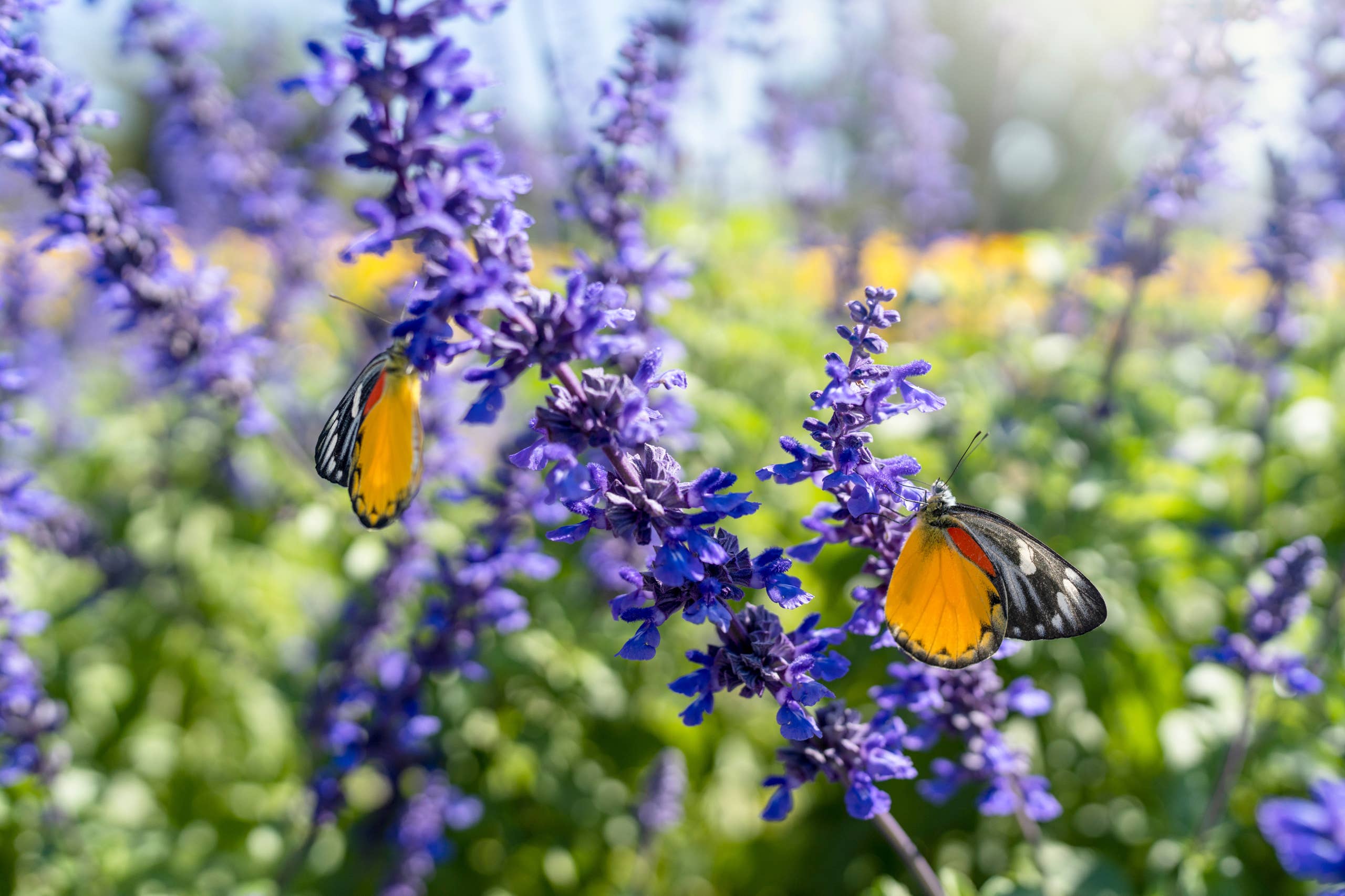 Salvia with butterflies on the flowers.