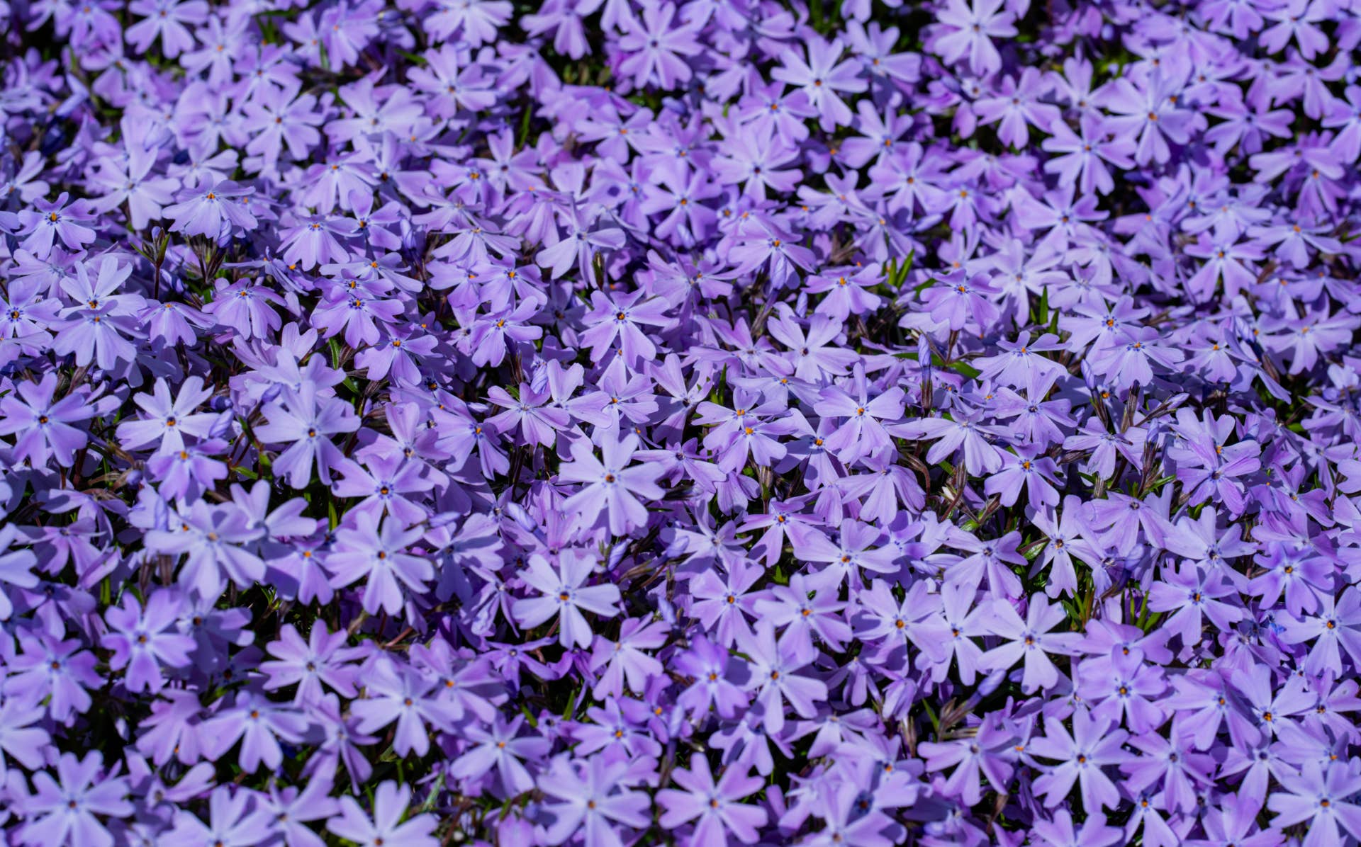 Garden phlox purple flowers covering the ground.