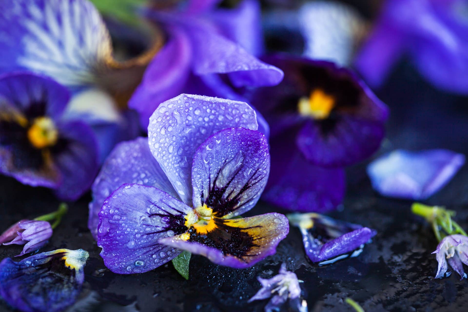Everything You Need to Know About Growing Pansies
