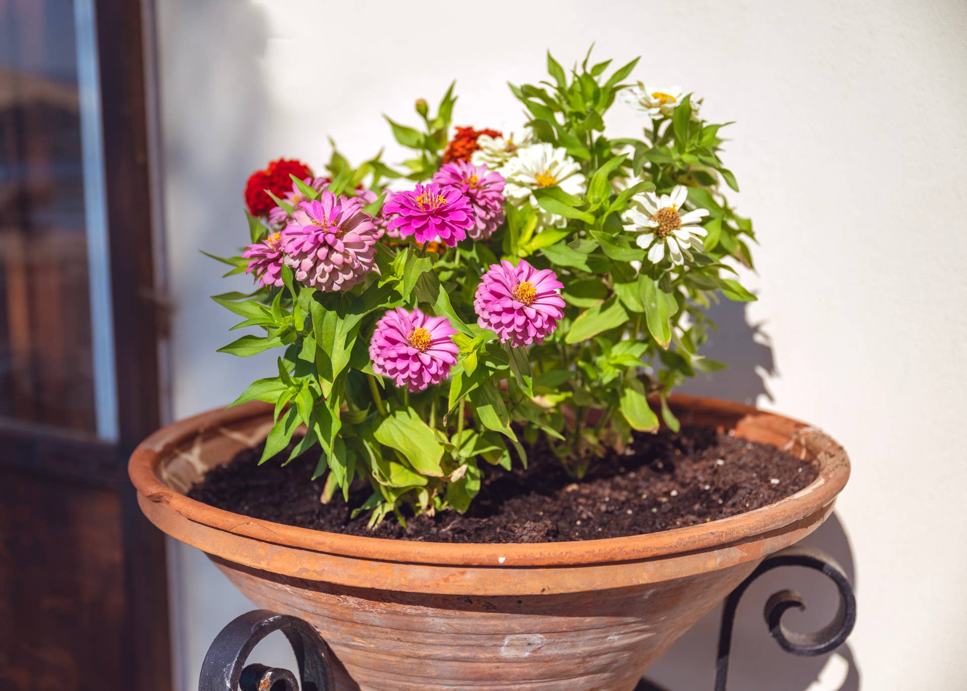 5 No-Fail Garden Planter Combos Pros Love - Dengarden