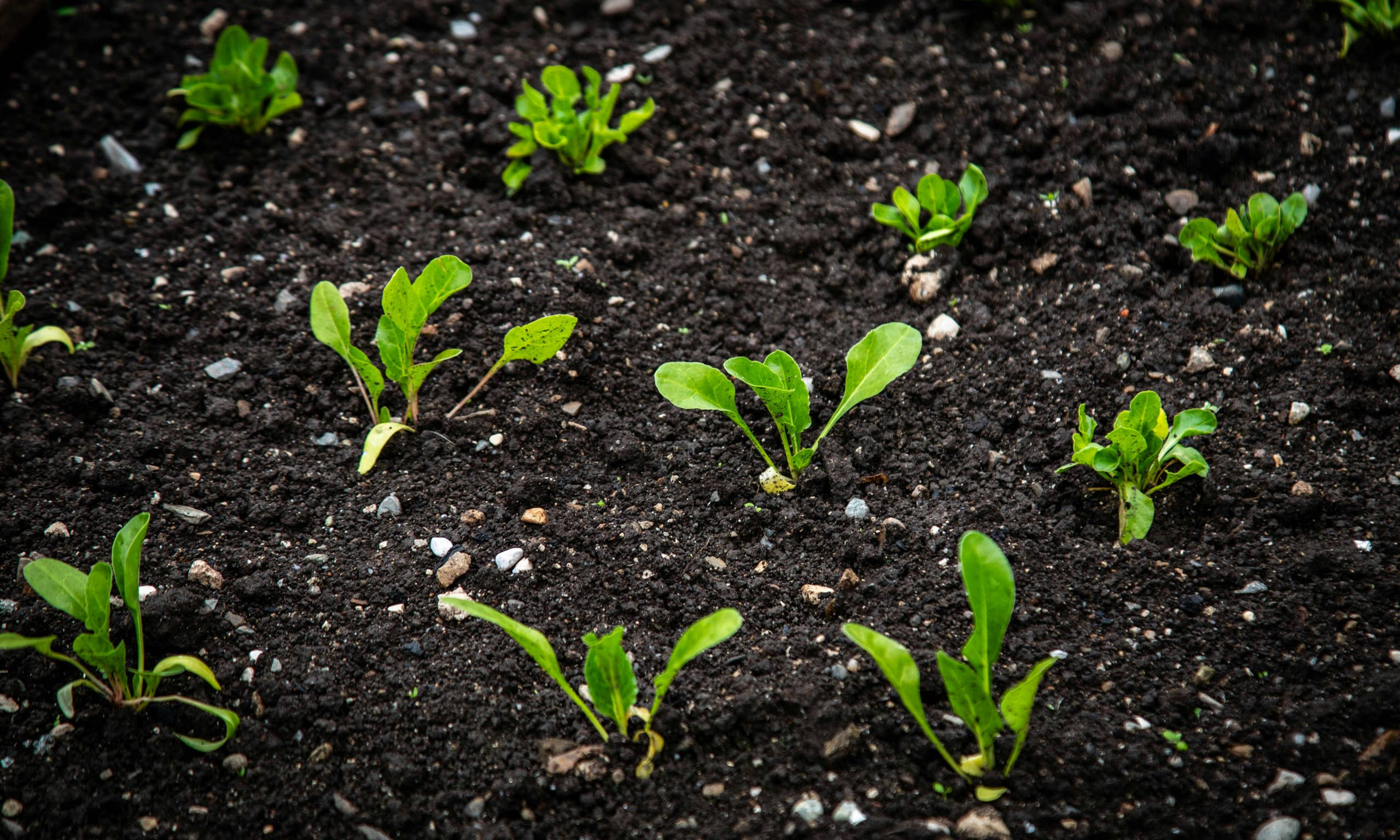 how-to-grow-lettuce-like-a-pro-dengarden