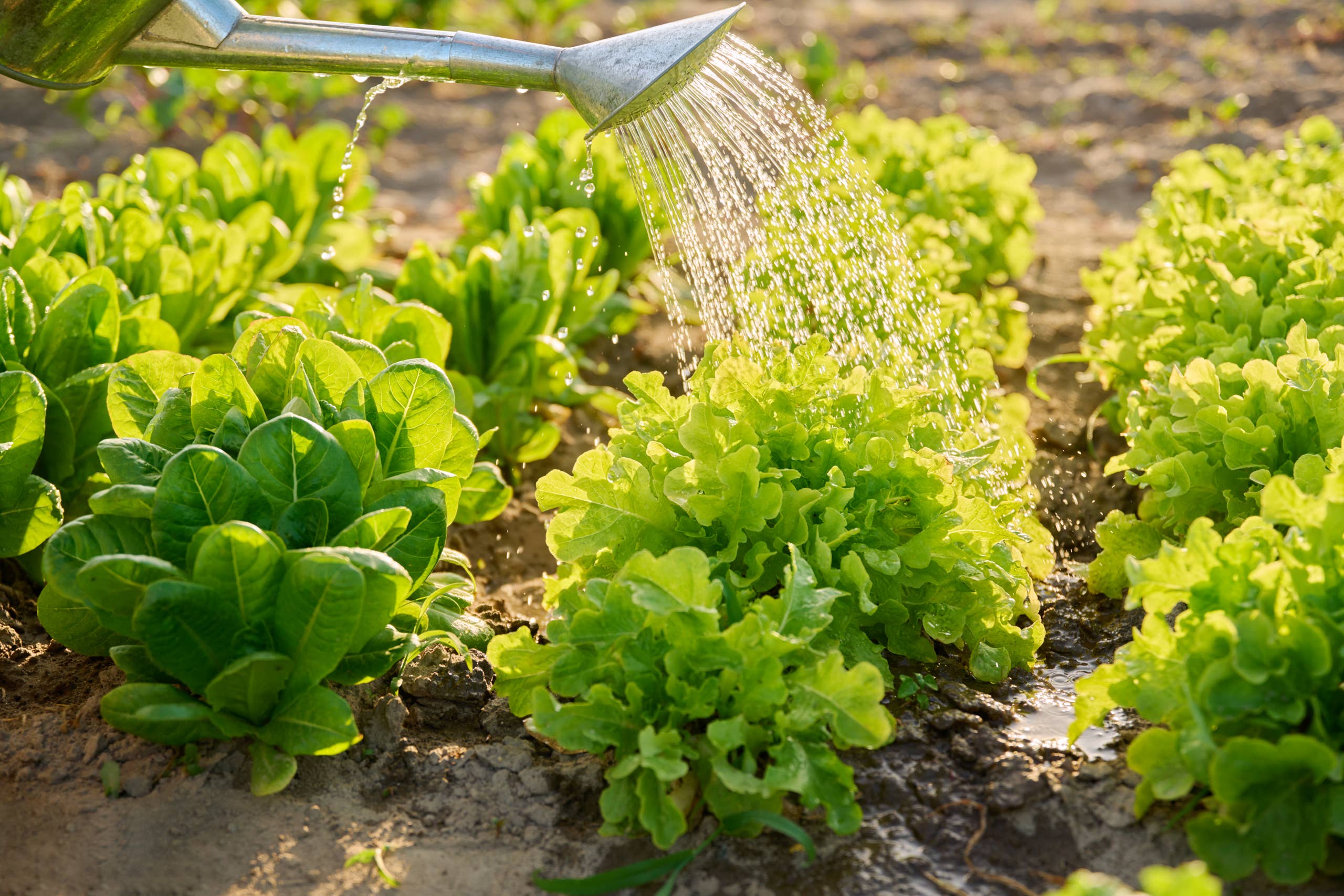 how-to-grow-lettuce-like-a-pro-dengarden