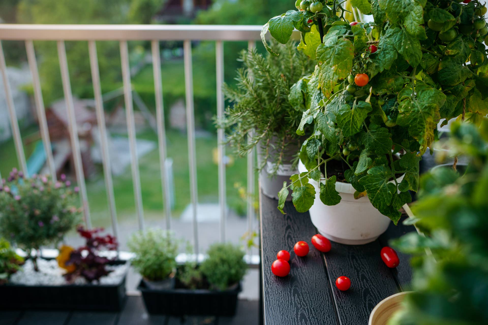 Gallery Detail: Apartment Gardening Is 2026 S Biggest Wellness Trend