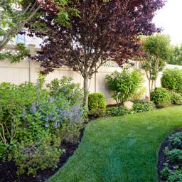 Why Scouting for Lawn Pests in Peak Summer Is Essential
