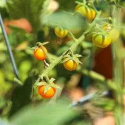 Consider This a Sign to 'Season' Your Garden With Spices From Your Kitchen