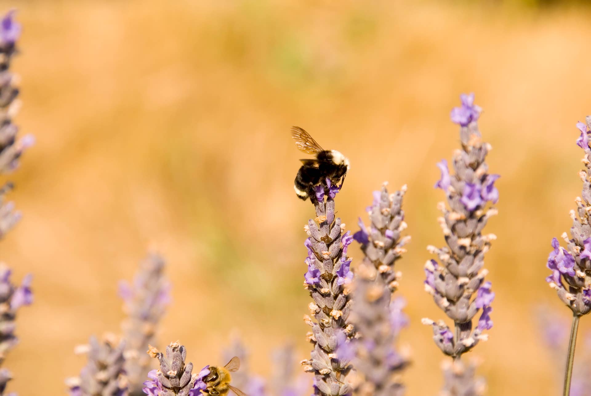 The Cutest DIY Bath That Could Save Bees During a Heat Wave - Dengarden