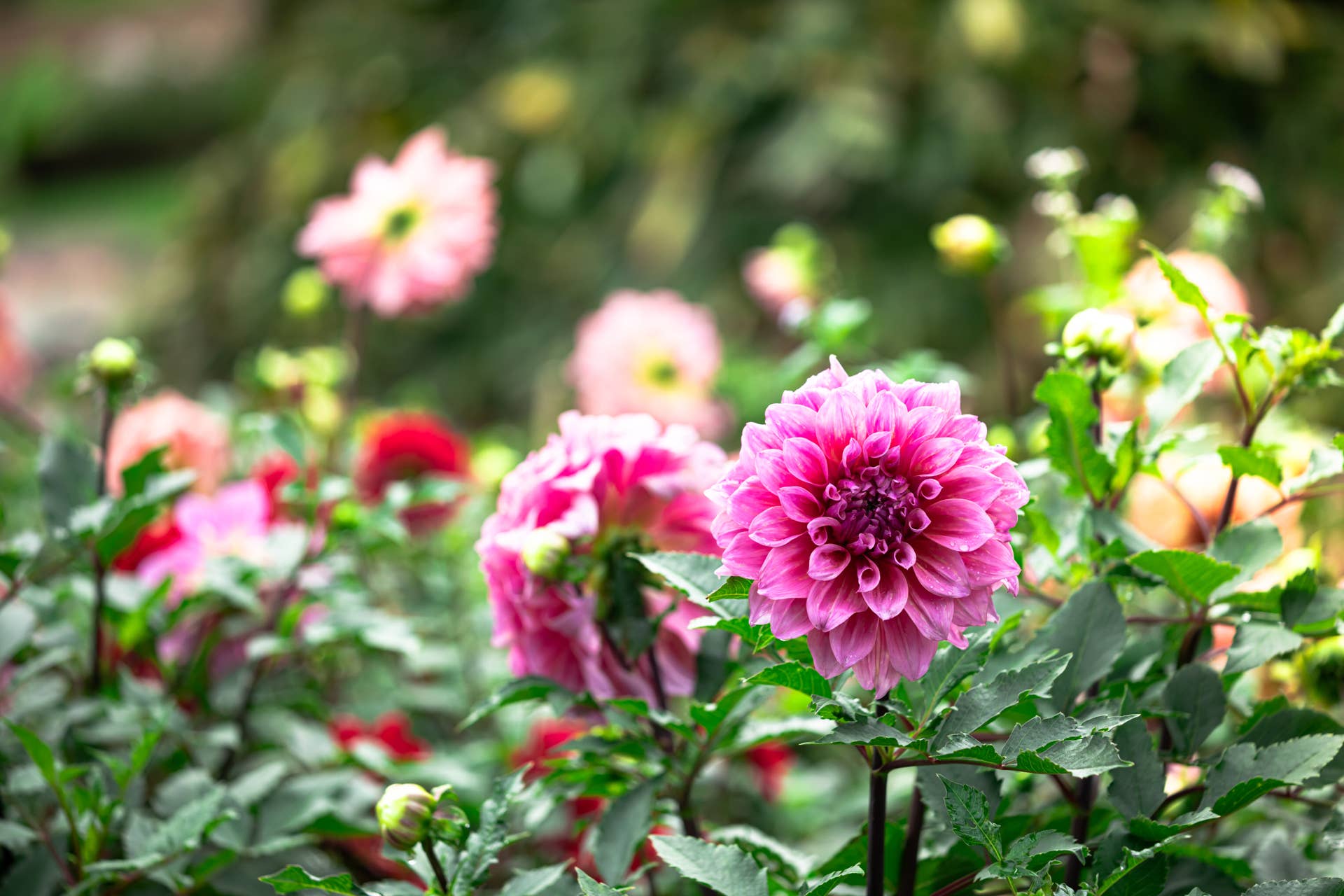 The Genius Dahlia-Growing Trick a Gardening Expert Swears By