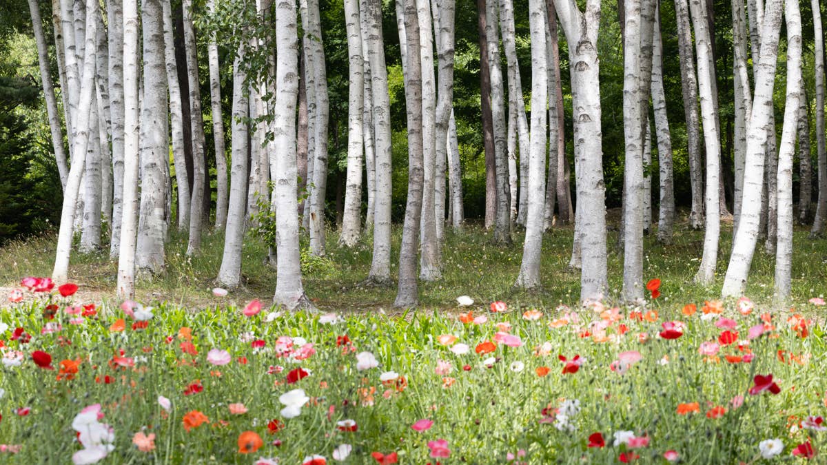 Arborists Warn: Never Prune These 3 Trees in August