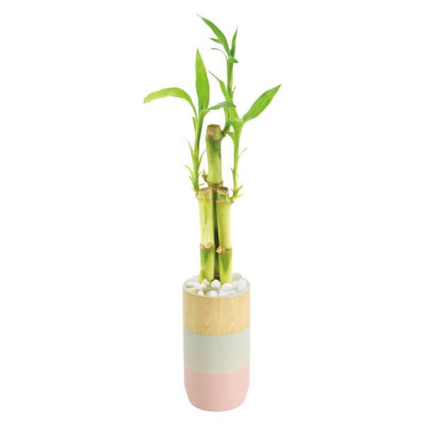 Aldi's Bamboo Plants Bring Natural Decor to Any Space - Dengarden