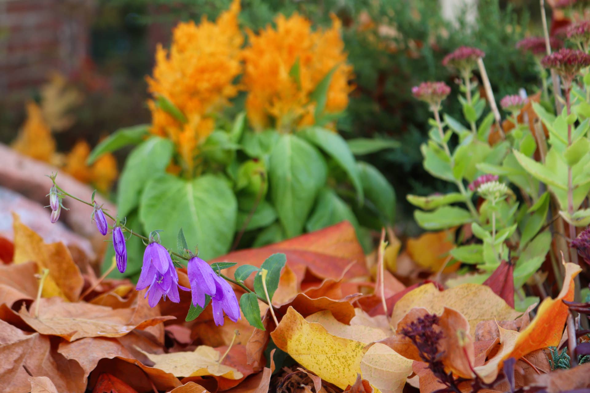 Got Fallen Leaves on Top of Your Mulch? Here's Why You Should Leave Them Until Spring 