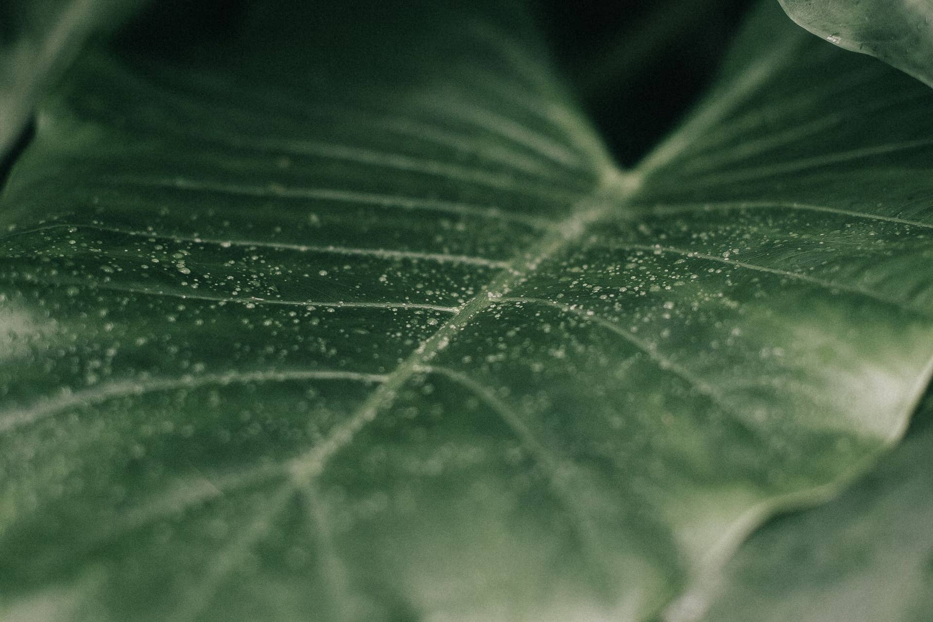 How to Get Rid of Spider Mites, According to an Expert