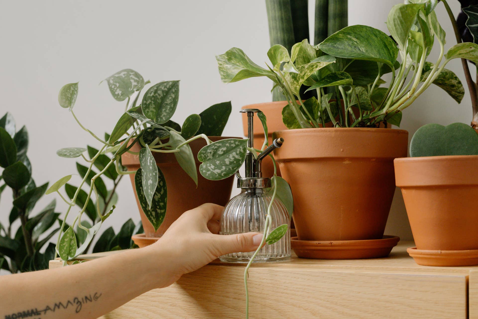 10 Hardy Houseplants That Are Nearly Impossible to Kill