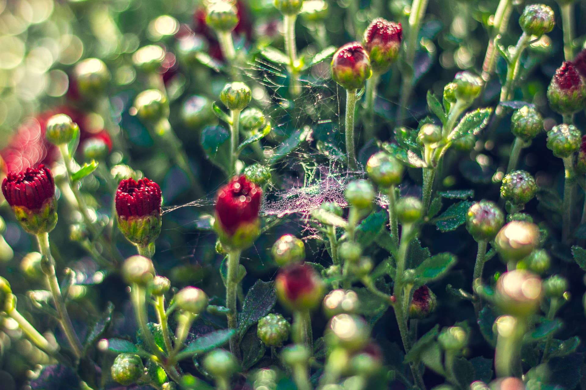 Mum Buds Not Opening? Here's What Causes 'Bud Blast' - Dengarden