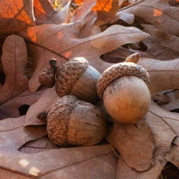 Turn Acorns Into the Cutest (and Tiniest) Floating Tea Candles