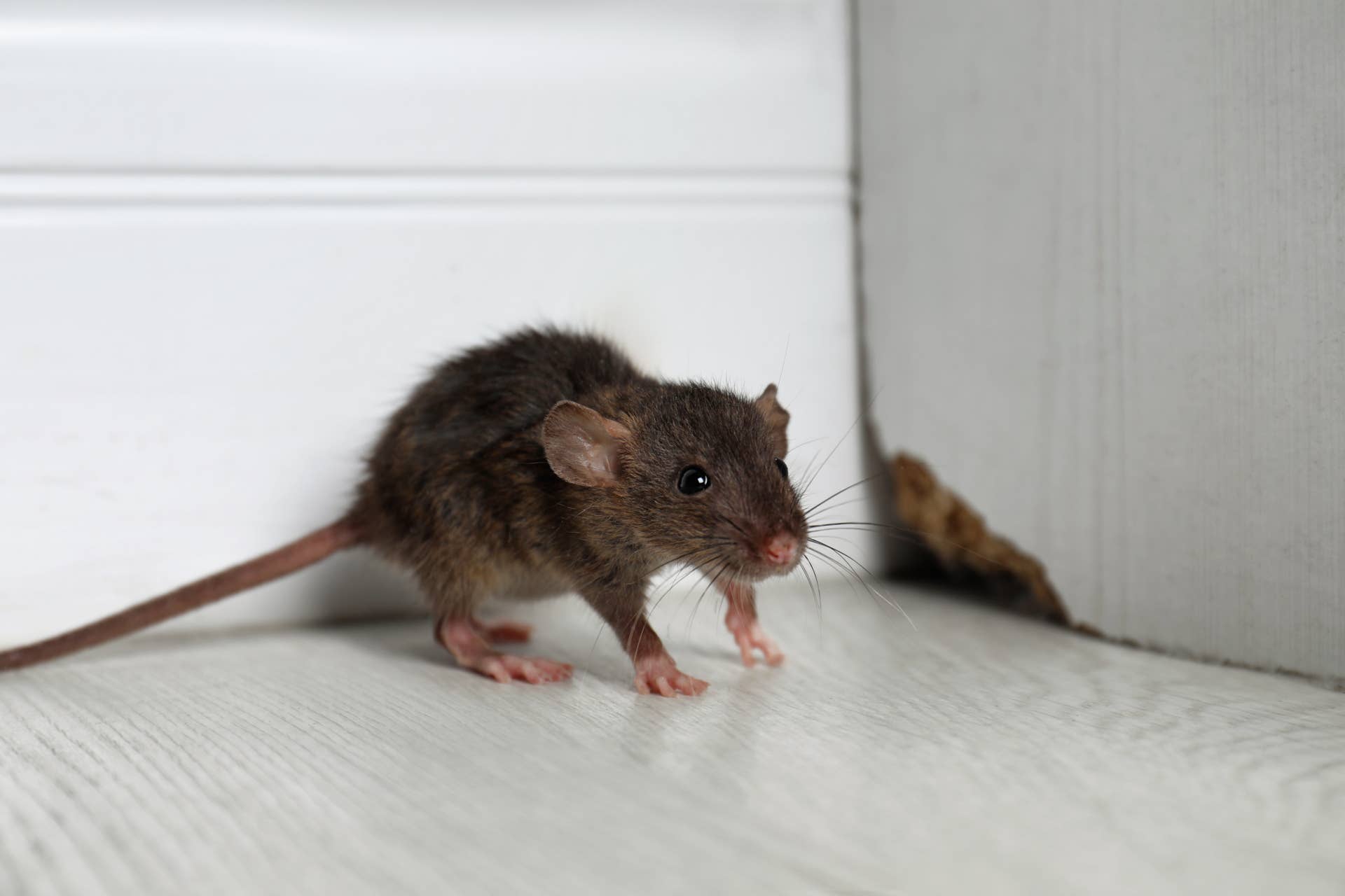 Rodents Are Looking for a Way Inside Your Home—How to Seal It Before Temperatures Drop