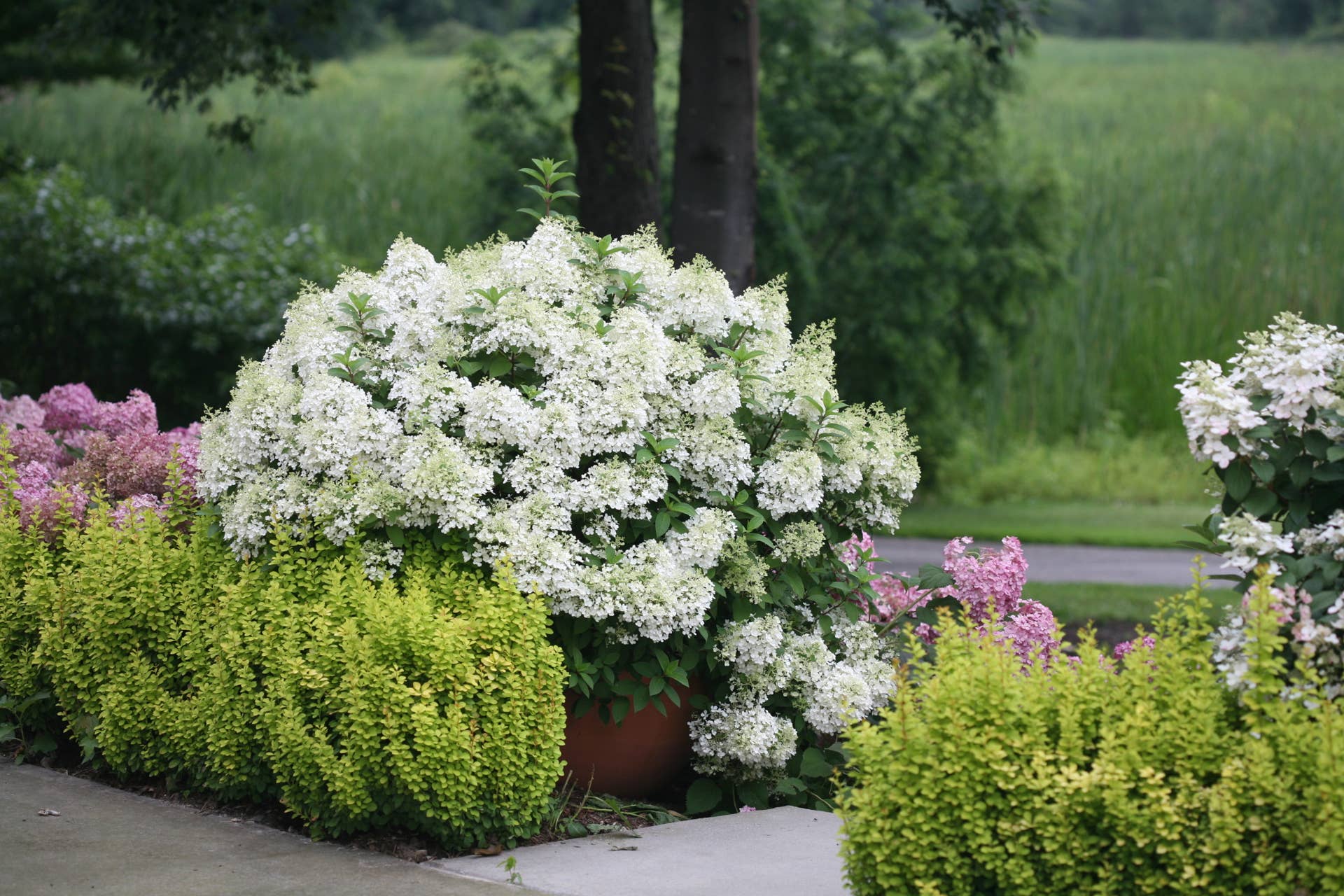 10 Low-Maintenance Flowering Shrubs That Look Gorgeous Without Much ...