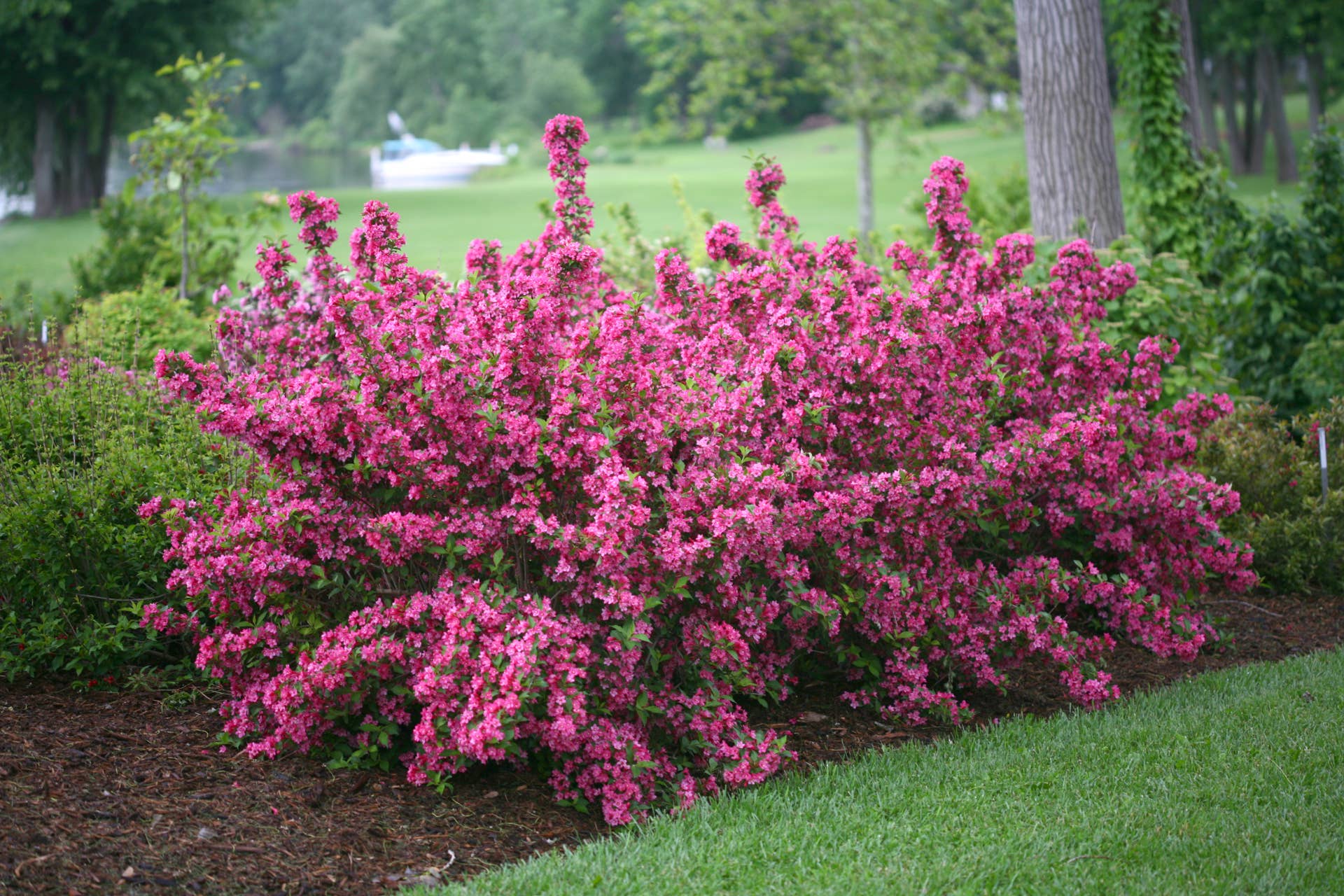 10 Low-Maintenance Flowering Shrubs That Look Gorgeous Without Much Work