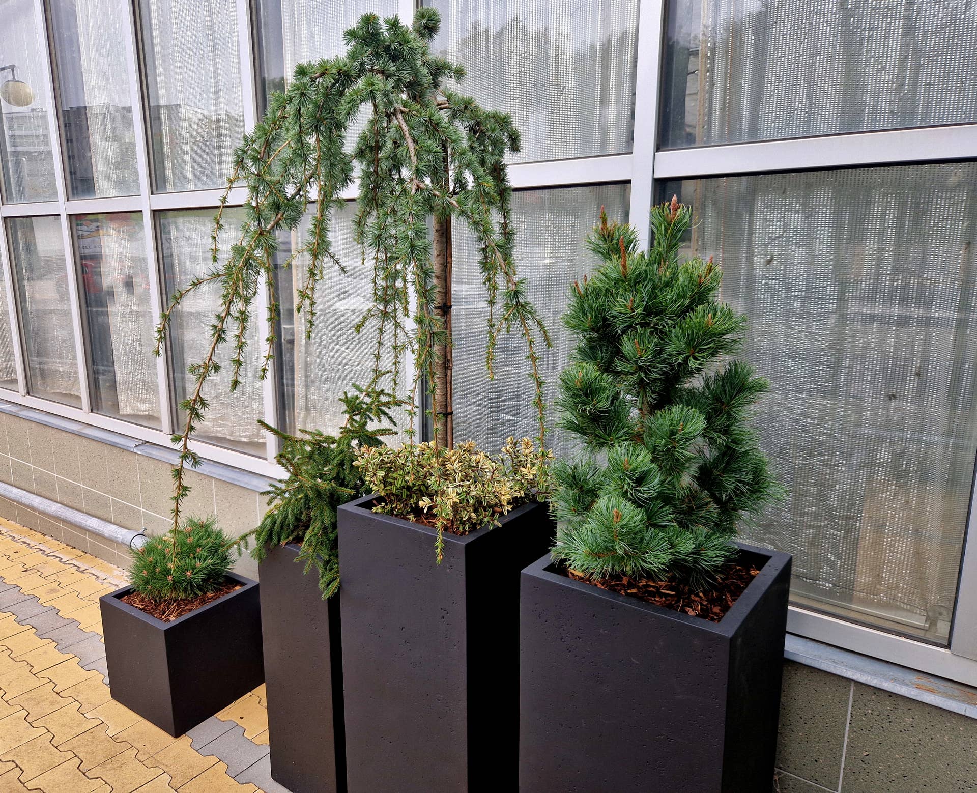 Can You Really Grow Conifers in Pots? 3 Varieties Arborists Recommend ...