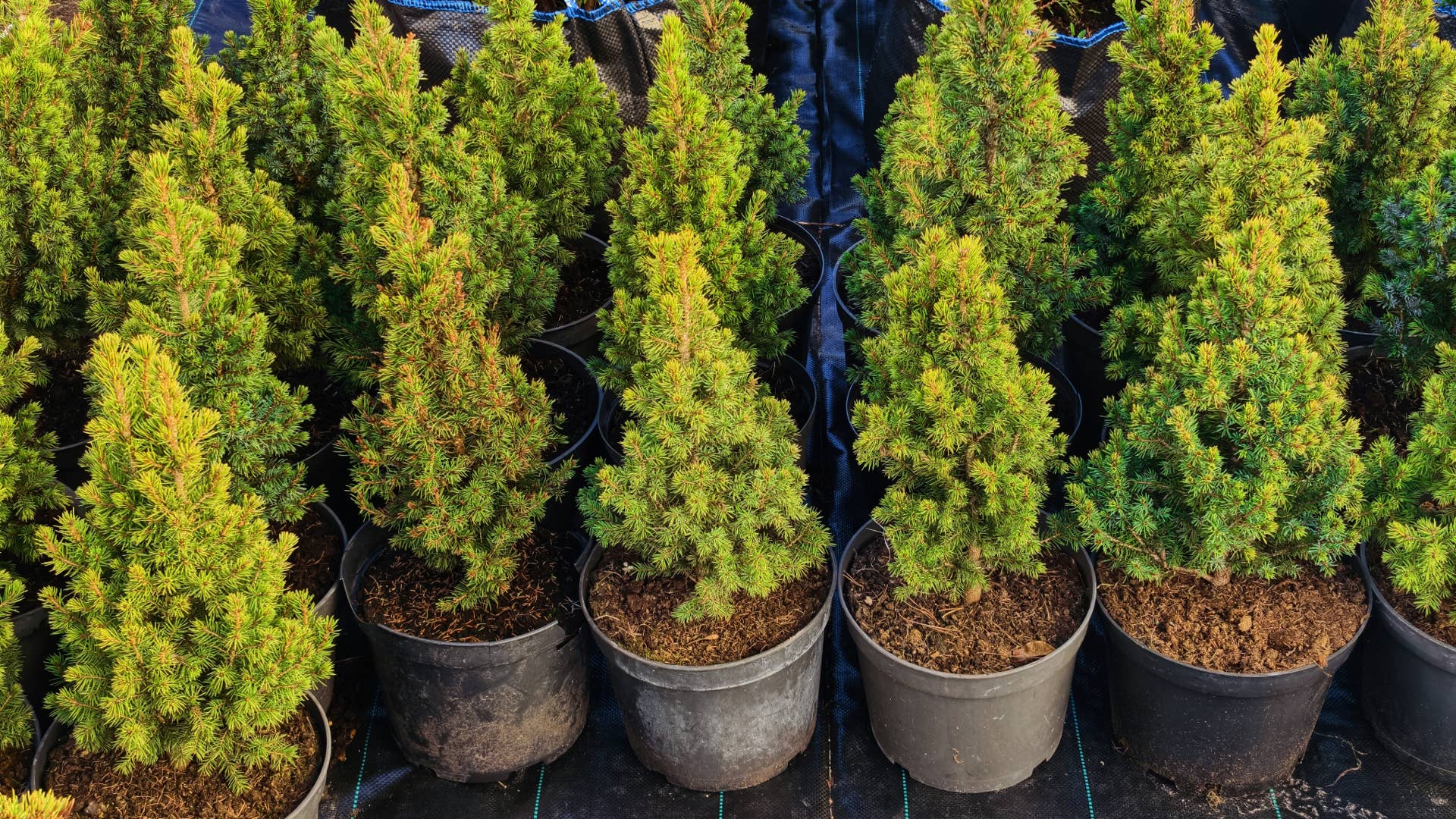 Landscaping In Containers Can You Really Grow Conifers in Pots? 3 Varieties Arborists Recommend ...